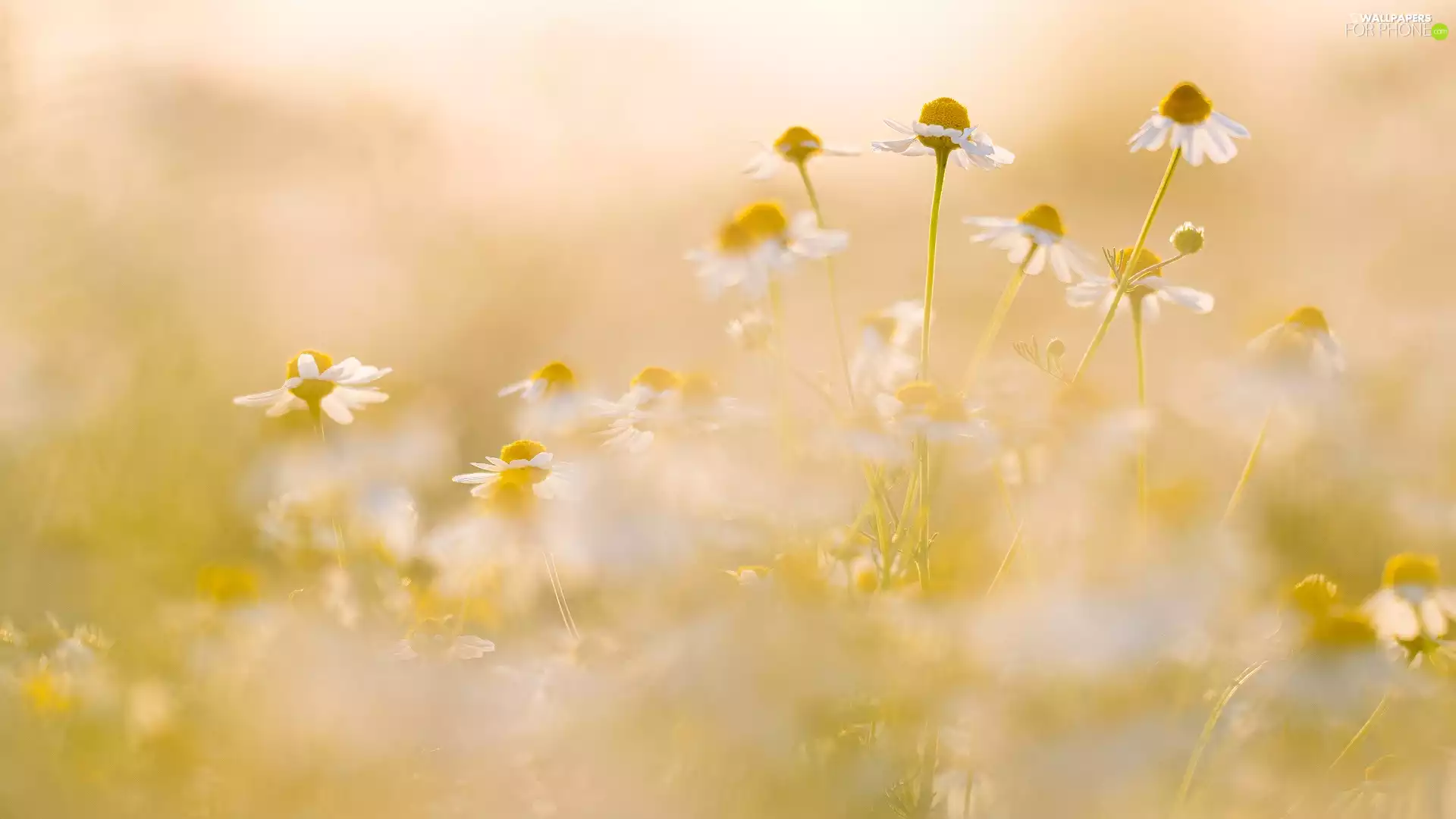 blurry background, Flowers, camomiles