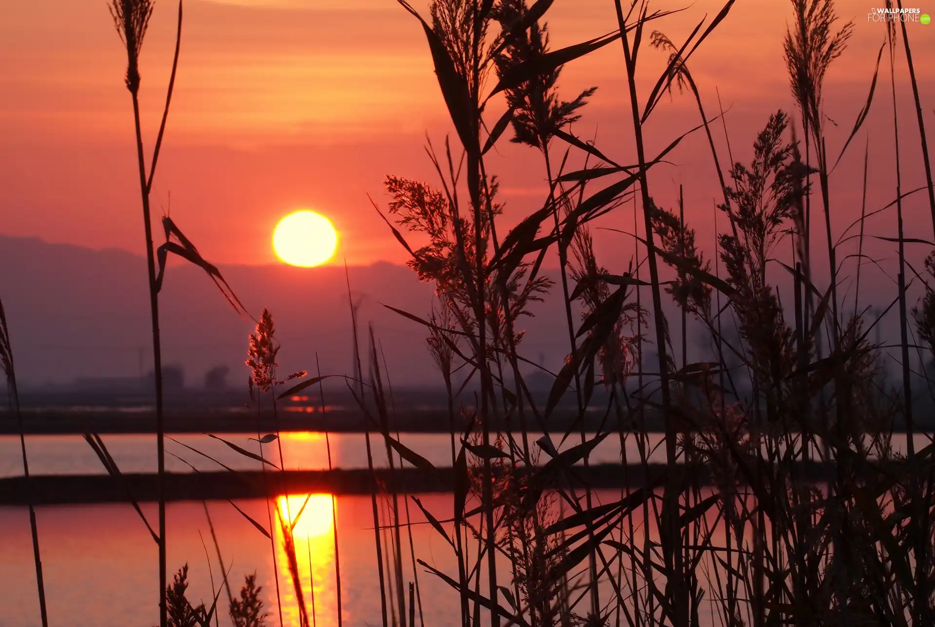 River, sun, cane, west