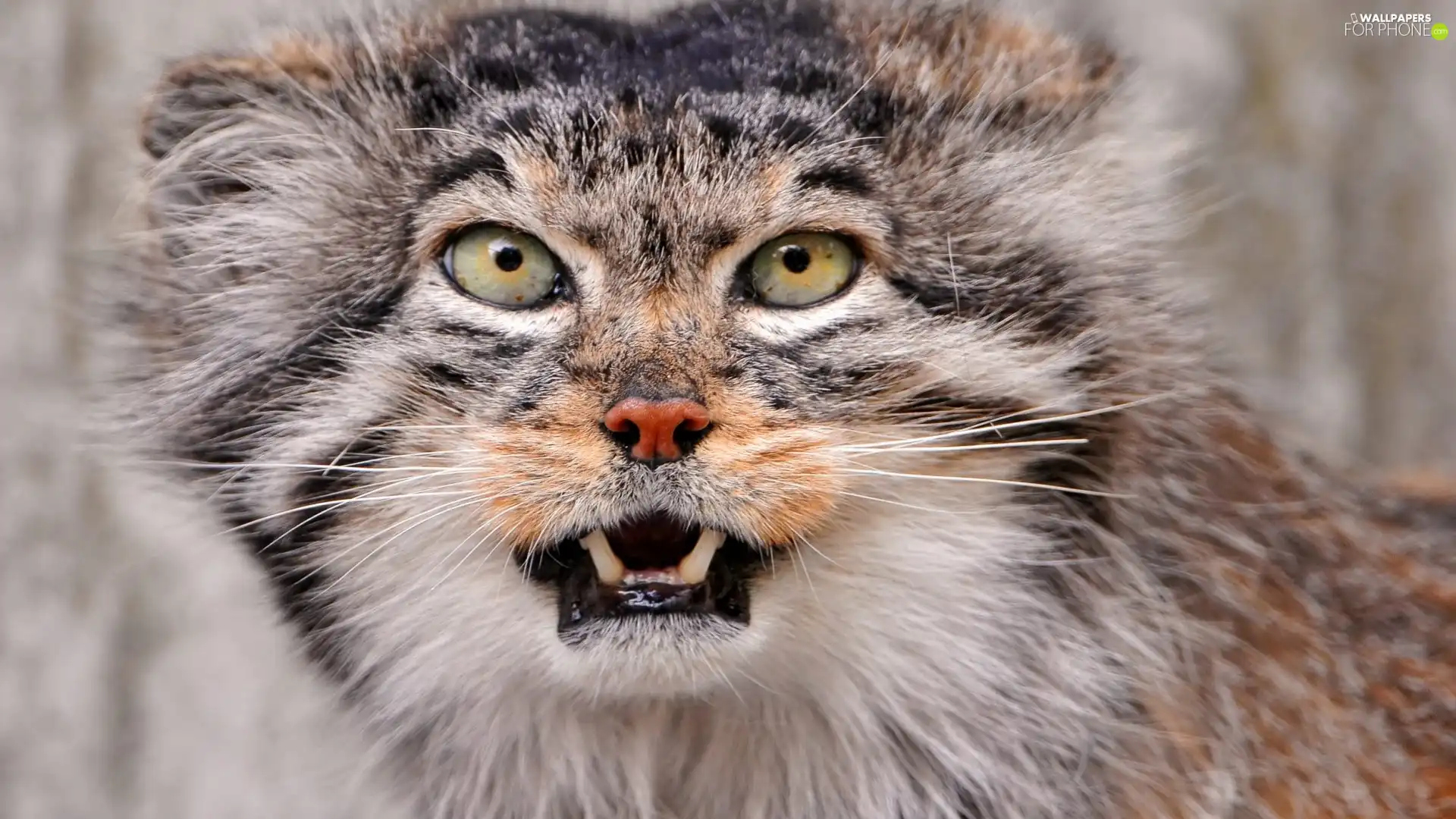 canines, Manul, Eyes