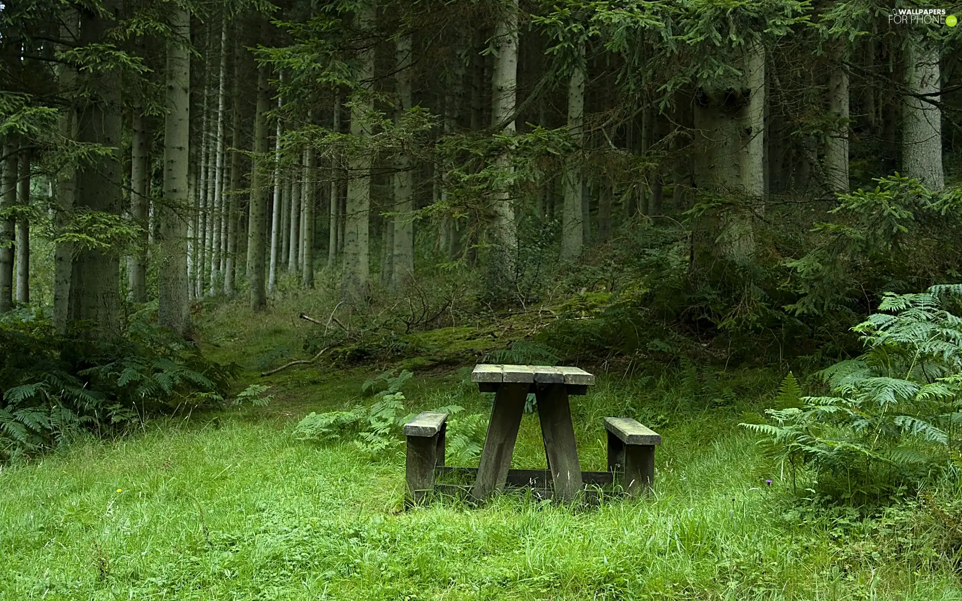 Bench, forest, car in the meadow