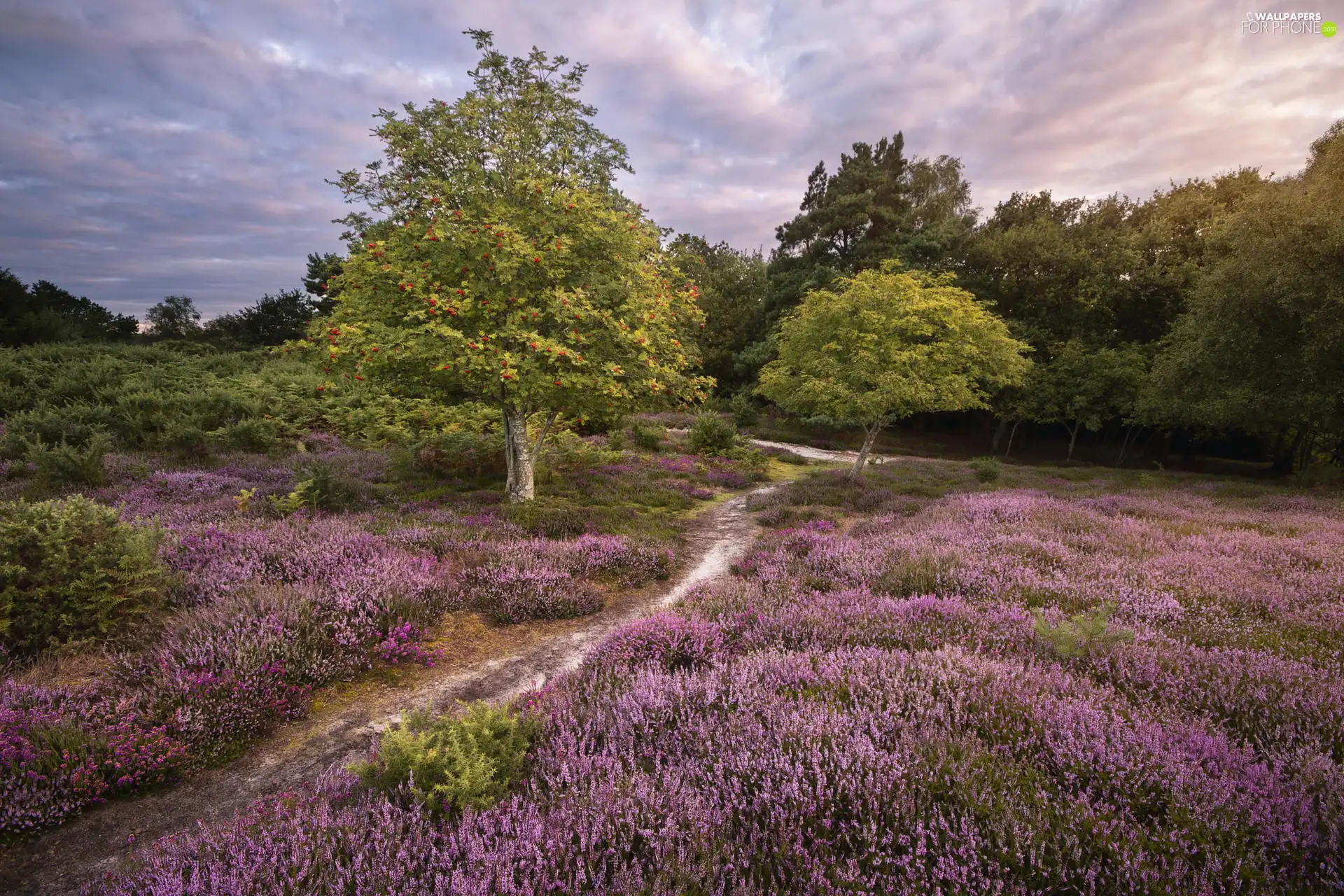 car in the meadow, trees, heathers, viewes, forest, fern, heath