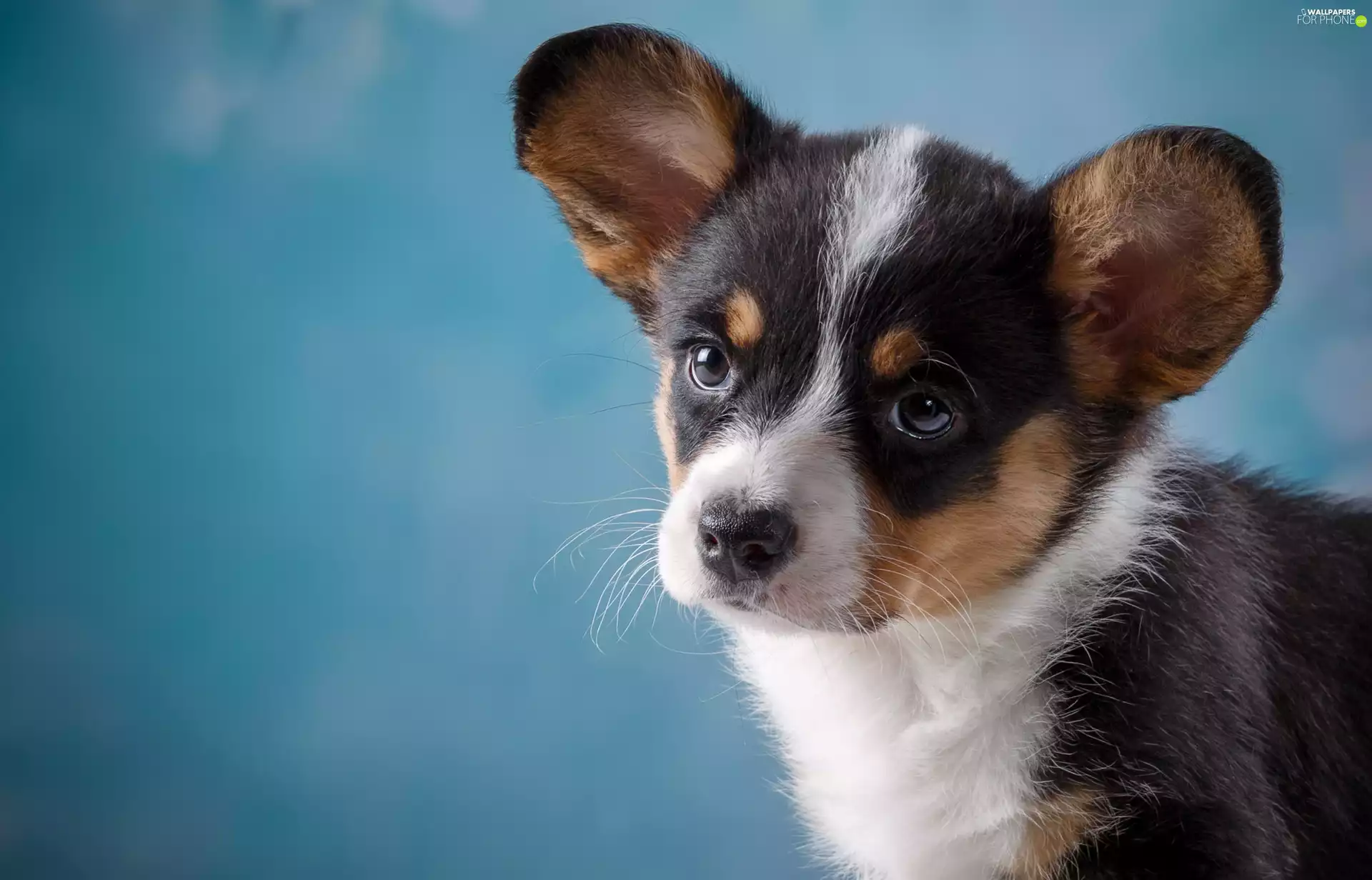 Puppy, Welsh corgi cardigan