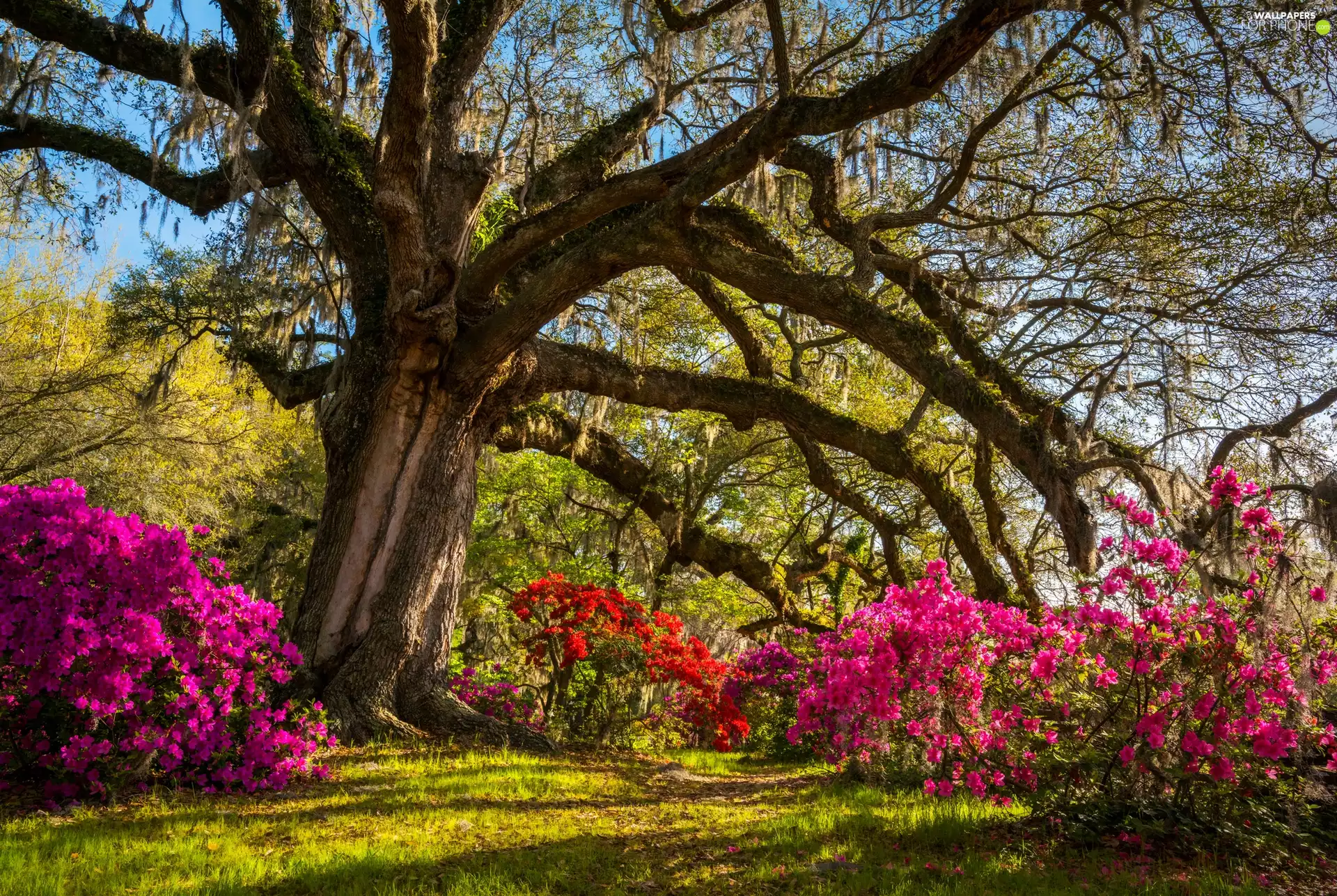 State of South Carolina, The United States, County Charleston, Johns Island, trees, Rhododendrons, Angel Oak, Southern Live Oak, Angel Oak Park