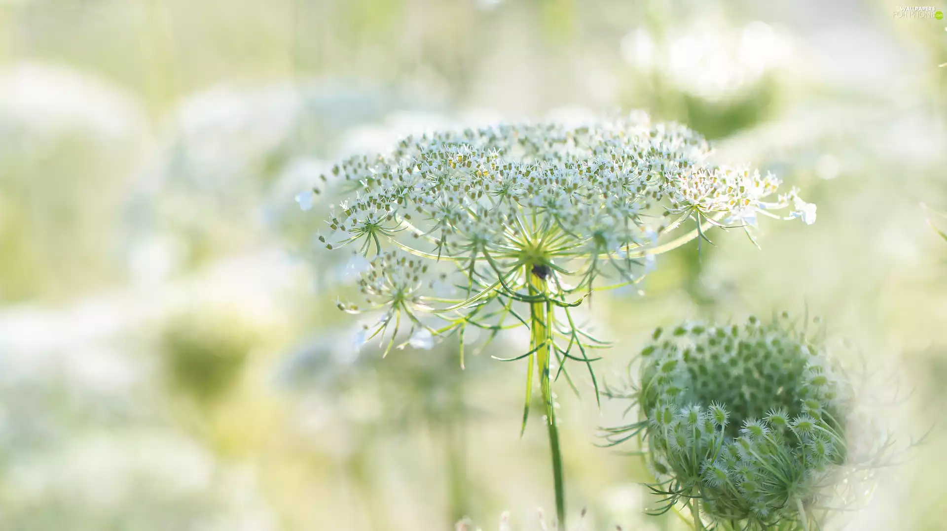 Daucus Carota, Flowers, Meadow, White