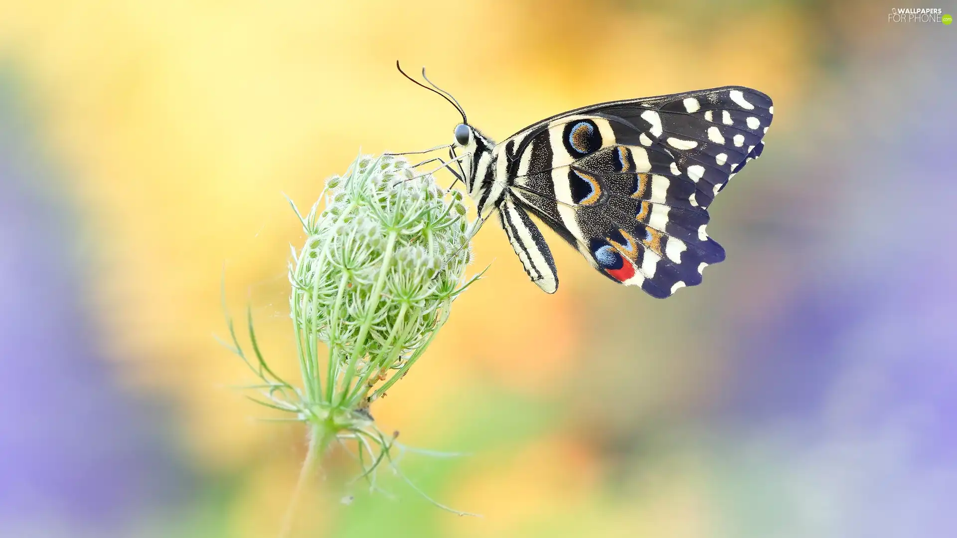 Wild Carrot, butterfly, Papilio demodocus