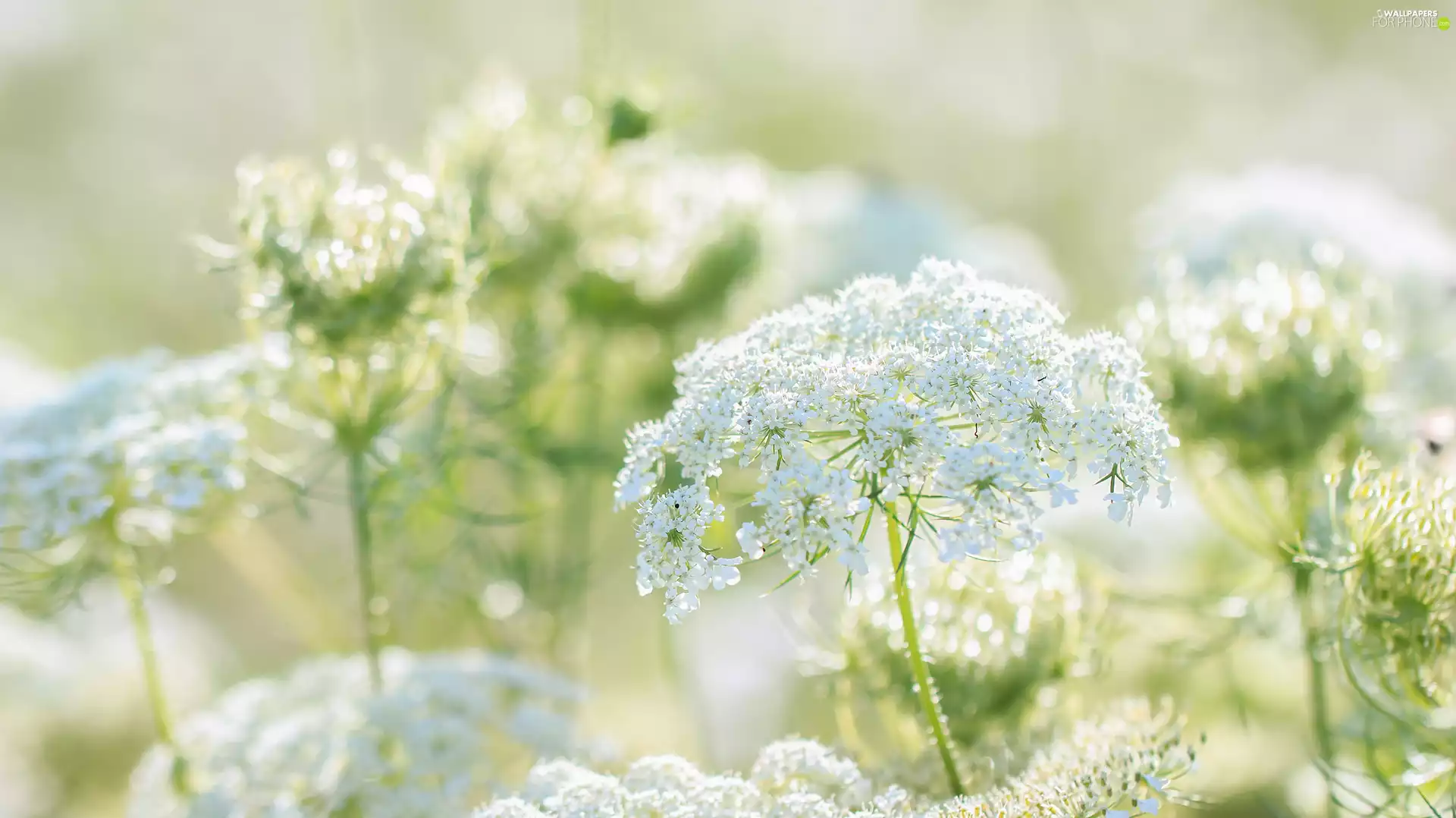 Wild Carrot, Flowers, Meadow, White
