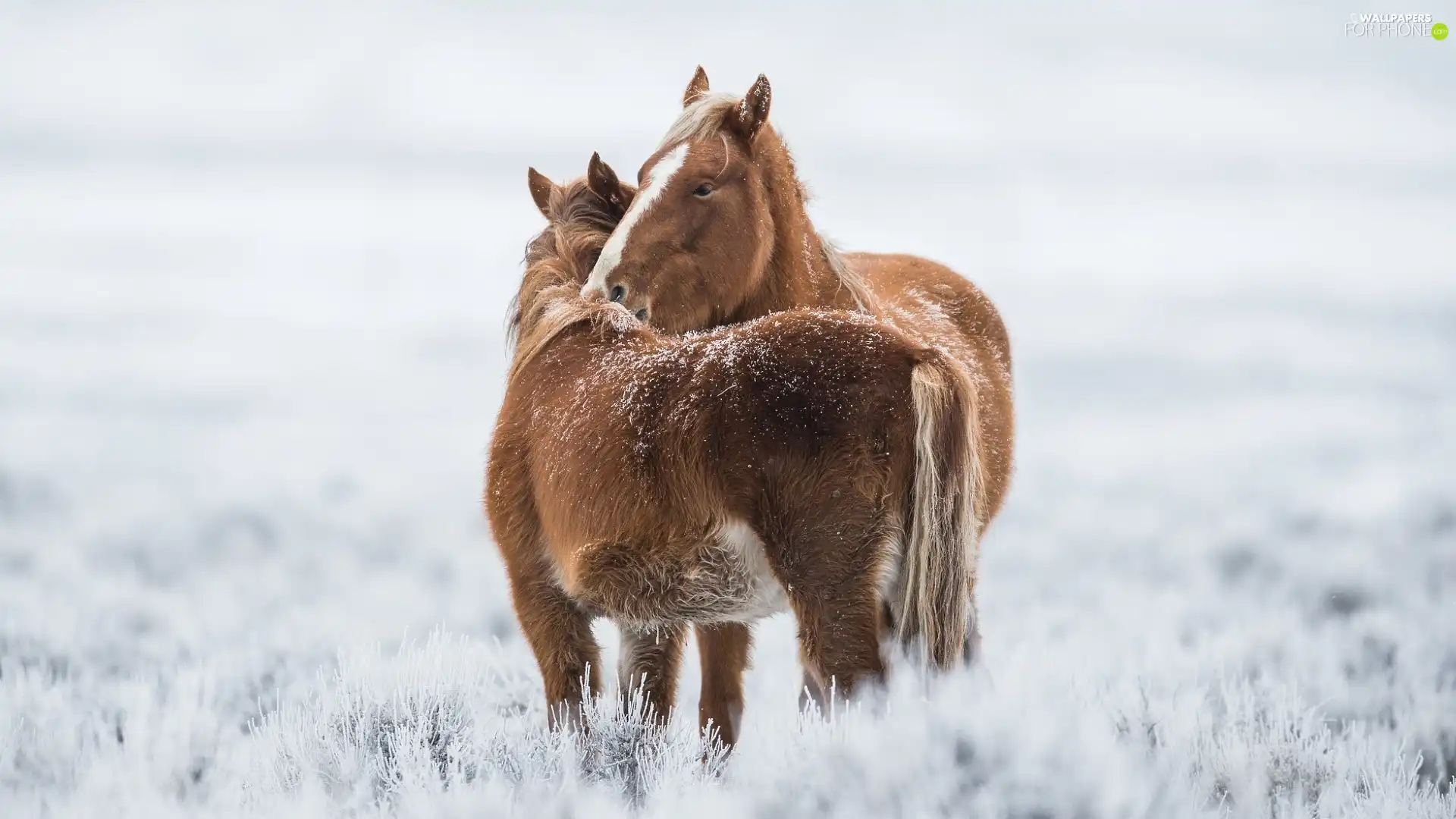 Two cars, bloodstock, snow, cuddled