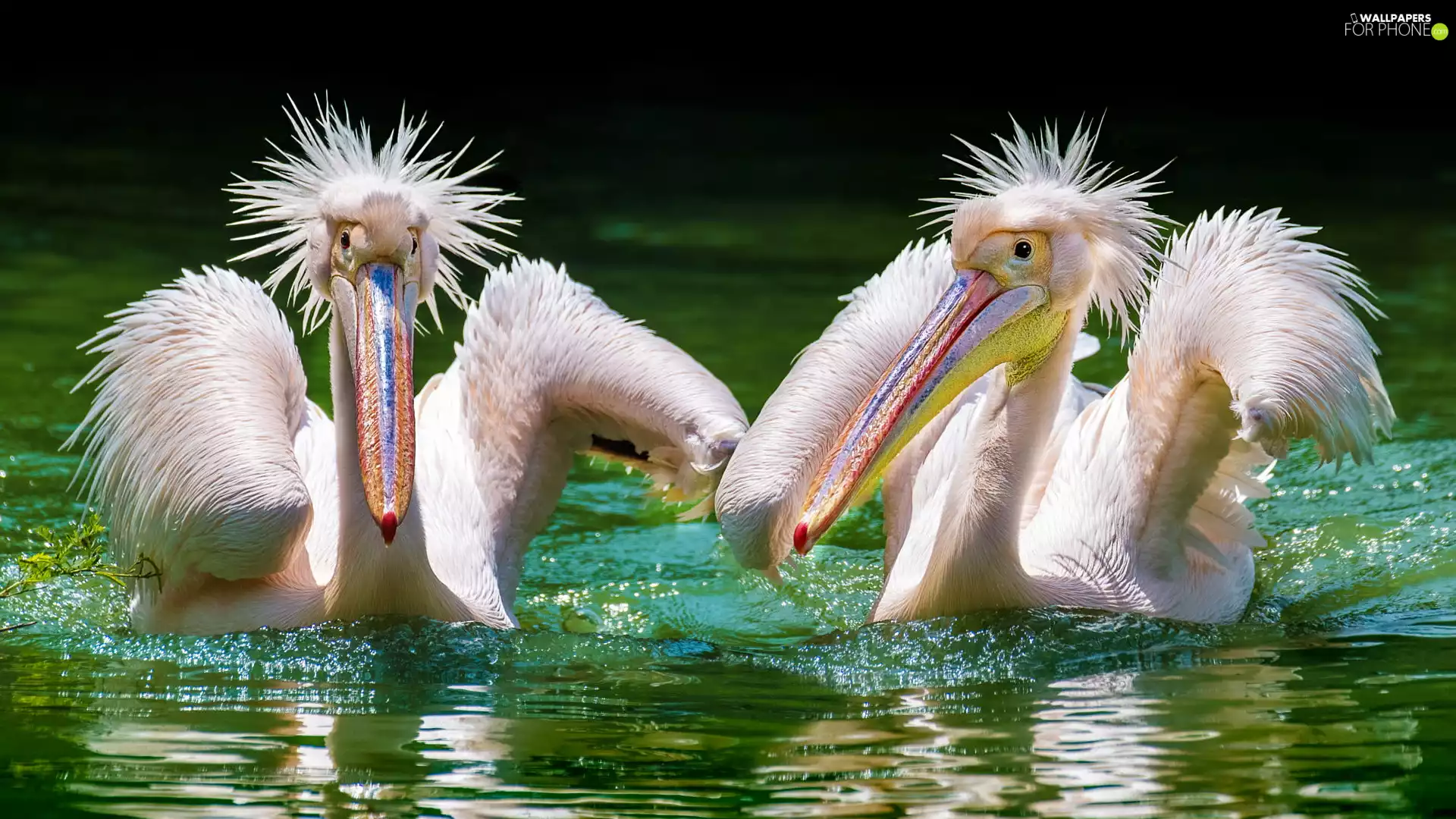 Two cars, Erect, feather, pelicans