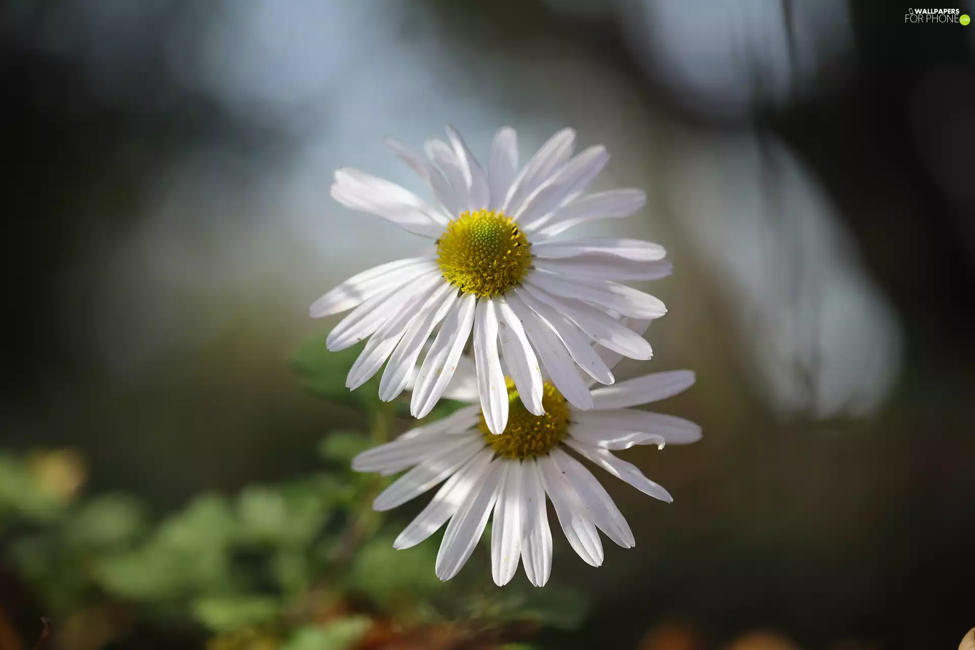 Two cars, Flowers, daisies, White