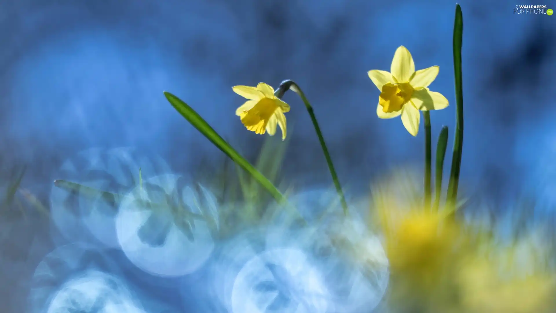 Two cars, Flowers, Jonquil, Yellow