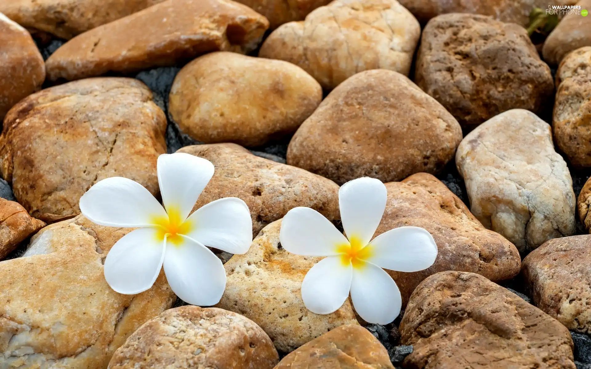 Two cars, Plumeria, Stones, Flowers