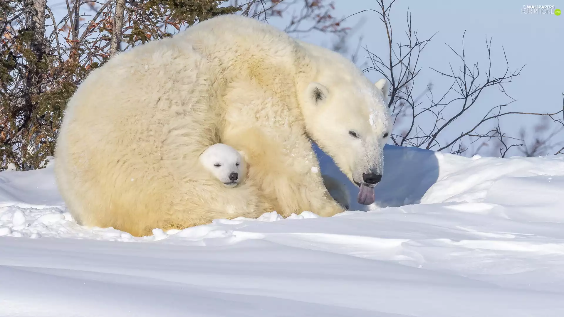 snow, winter, Polar Bears, little bear, Two cars