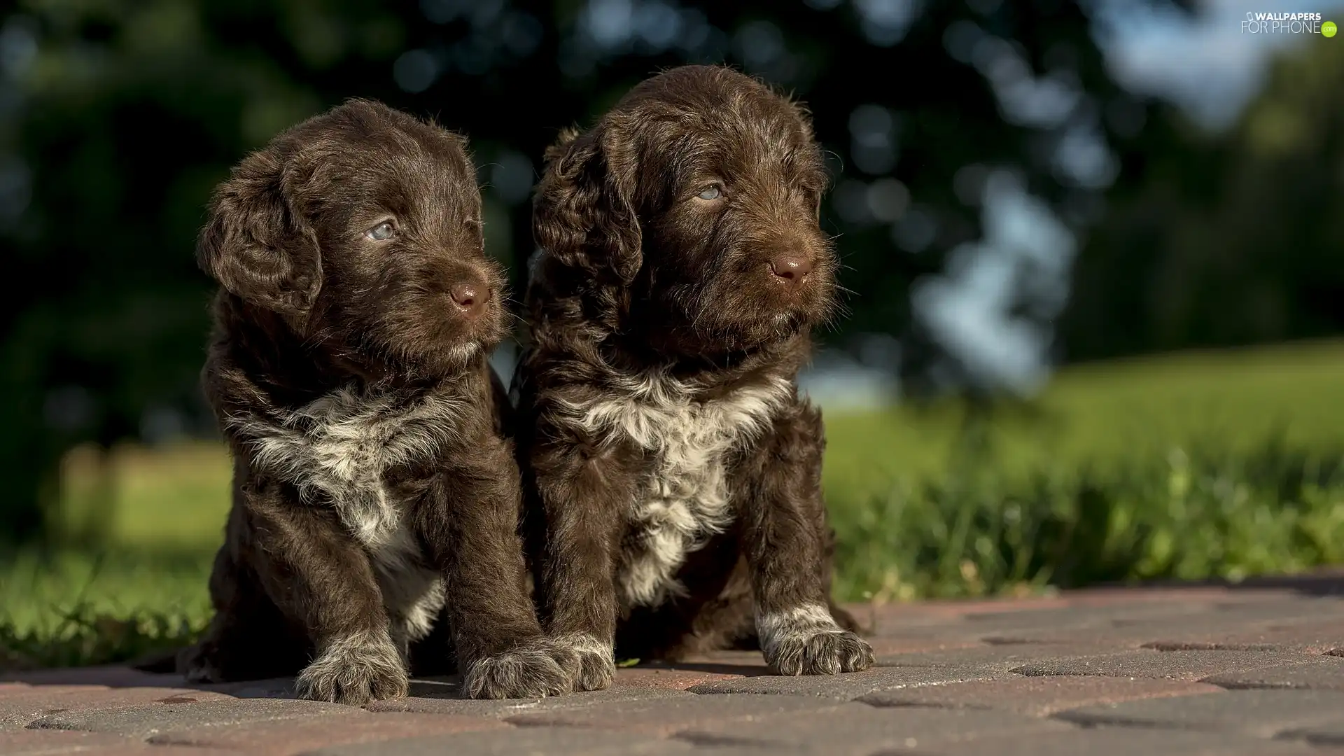 brick, paving, puppies, Brown and white, Two cars