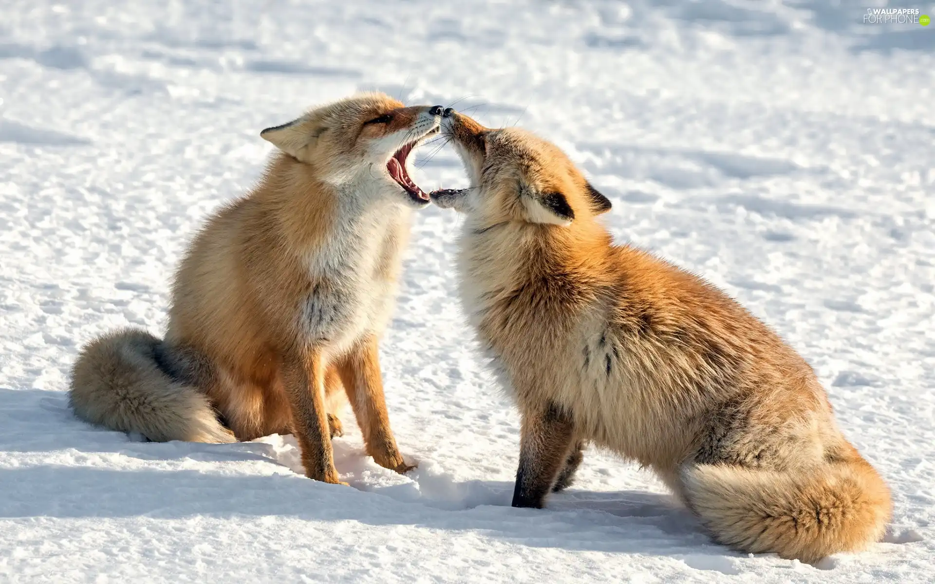 Two cars, snow, winter, fox