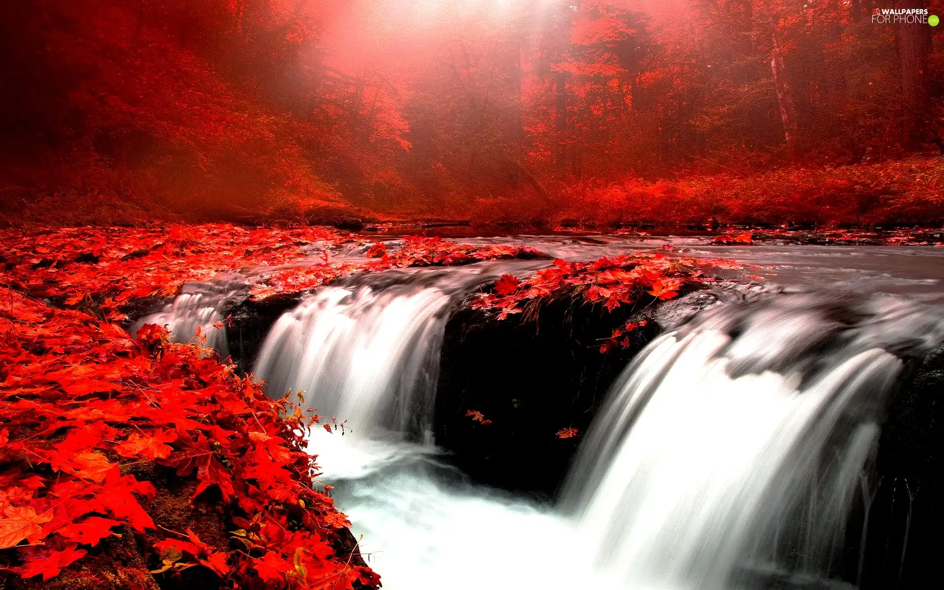 Red, forest, cascade, Leaf