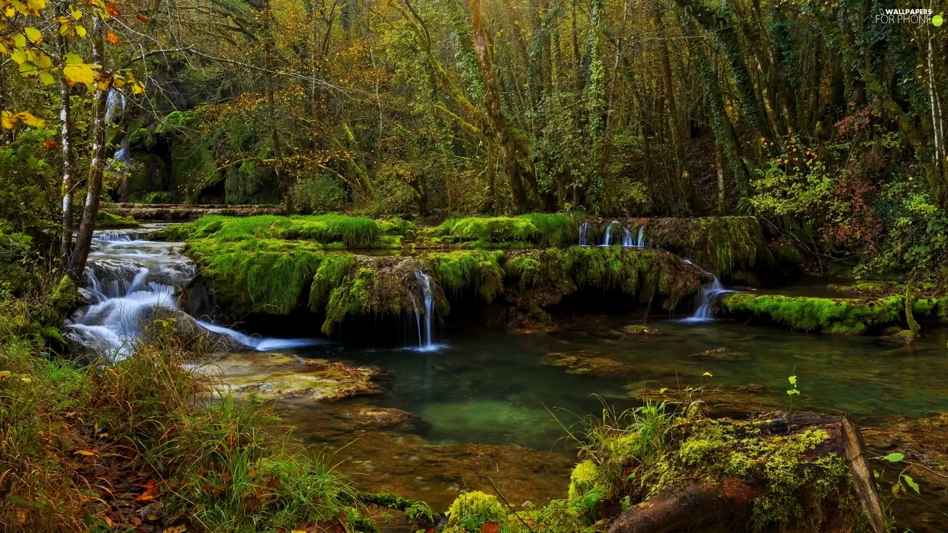 brook, forest, rocks, cascade, autumn, mossy, Plants