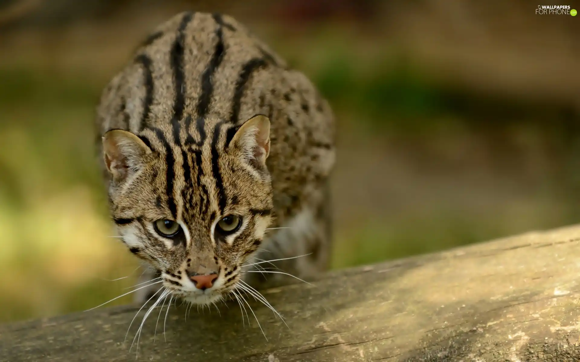 ocelot