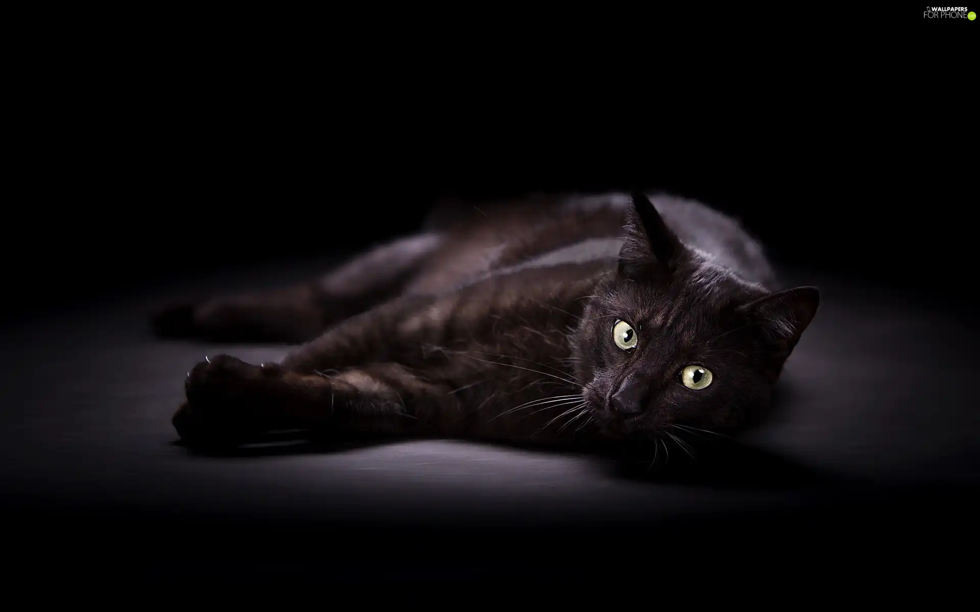 cat, lying, Black