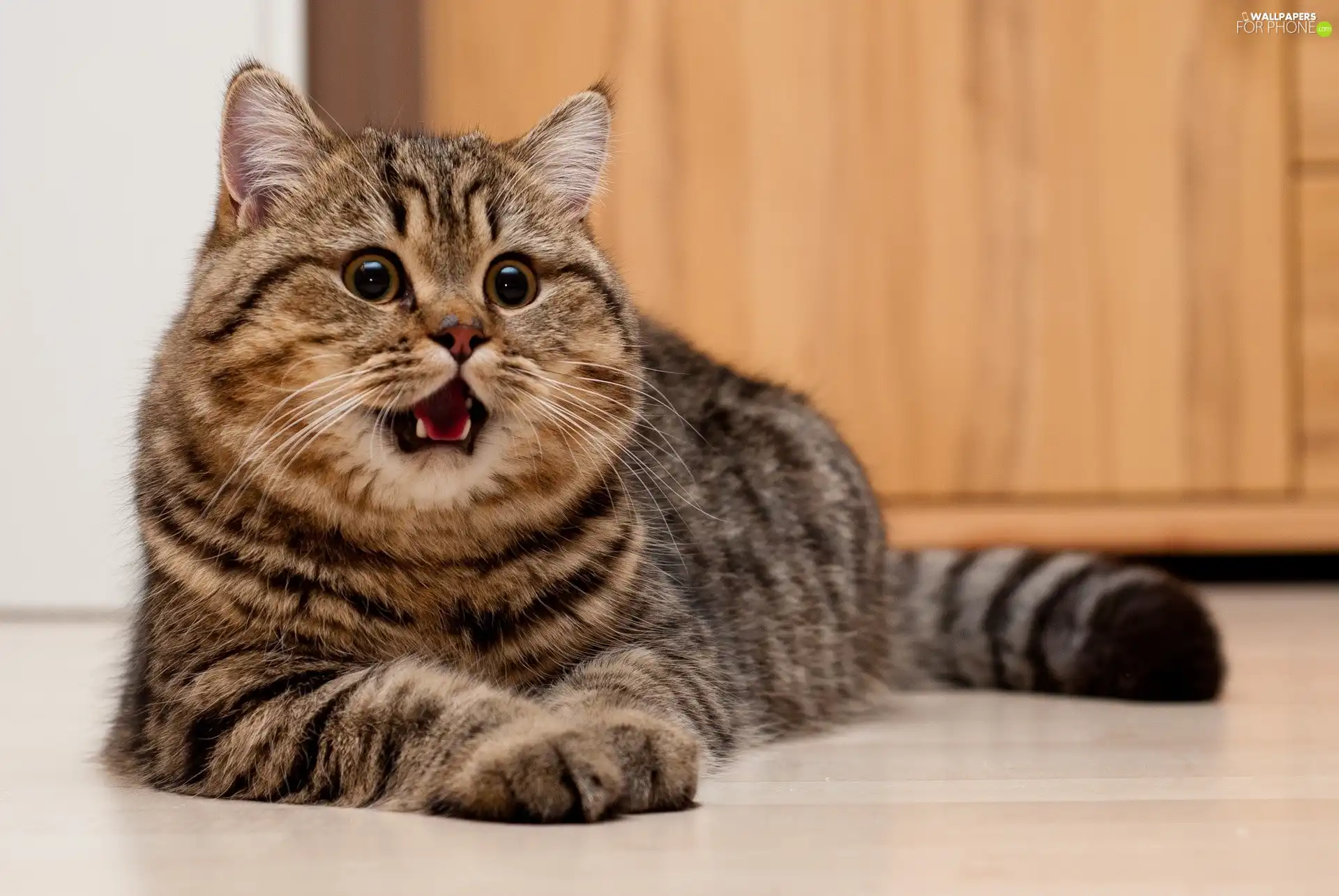 dun, cat