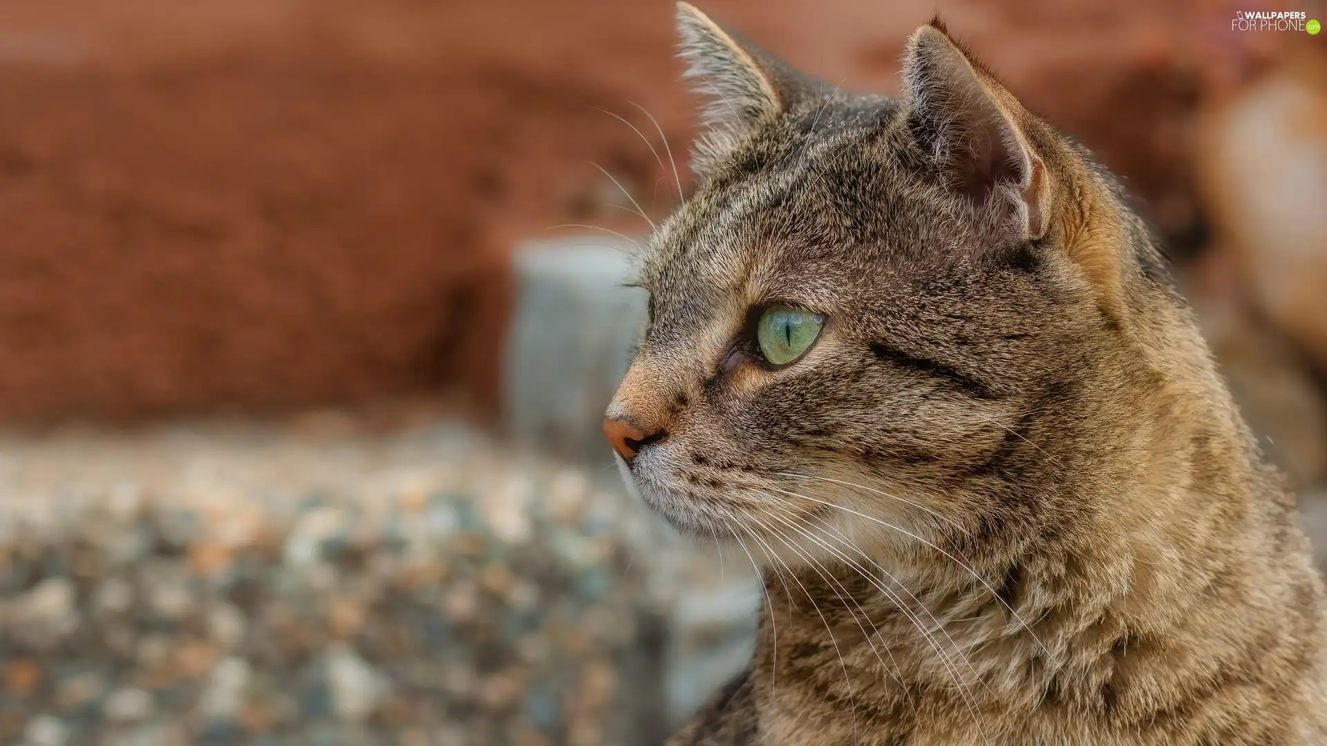 dun, profile, rapprochement, cat