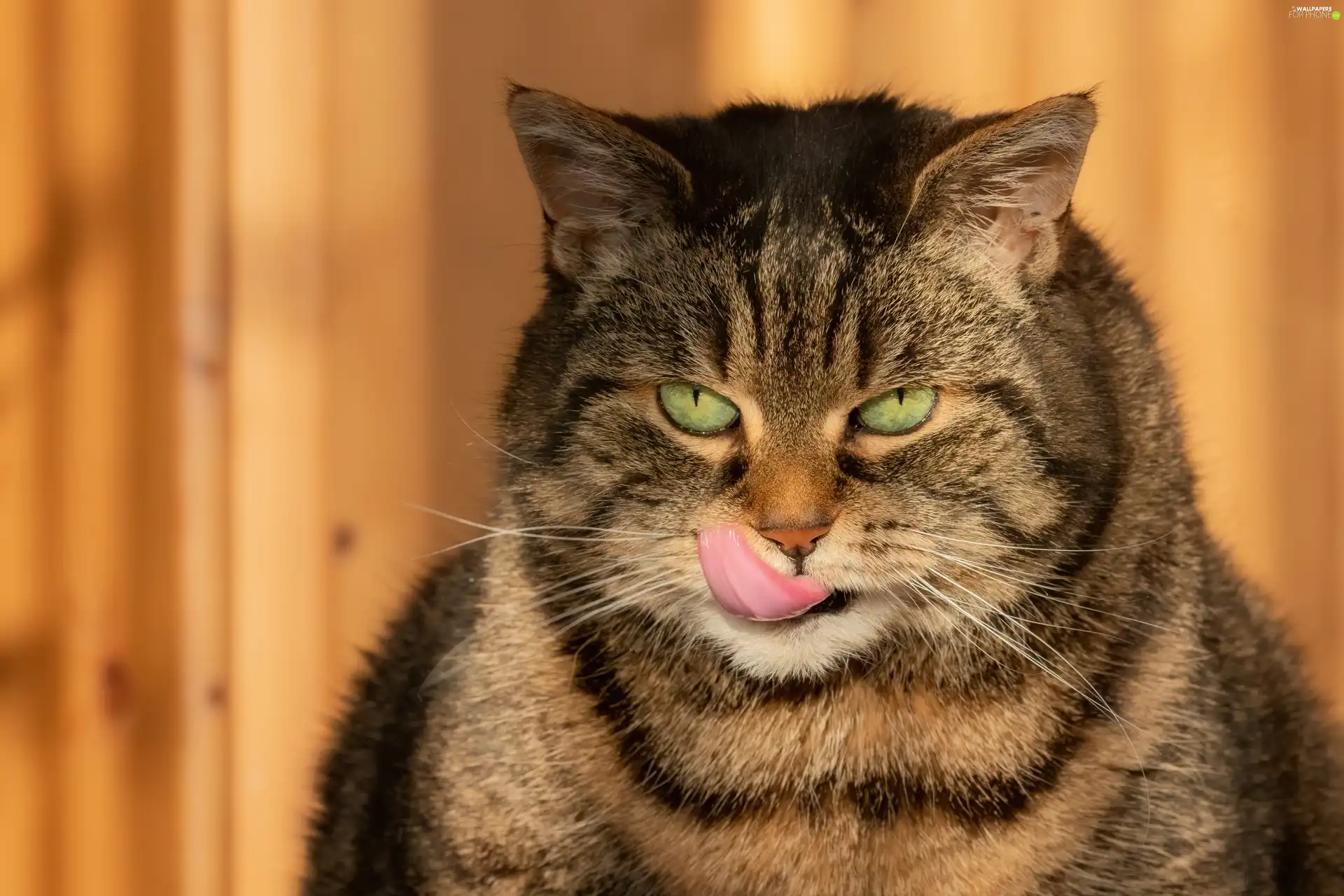 Tounge, rapprochement, dun, cat, Green-eyed