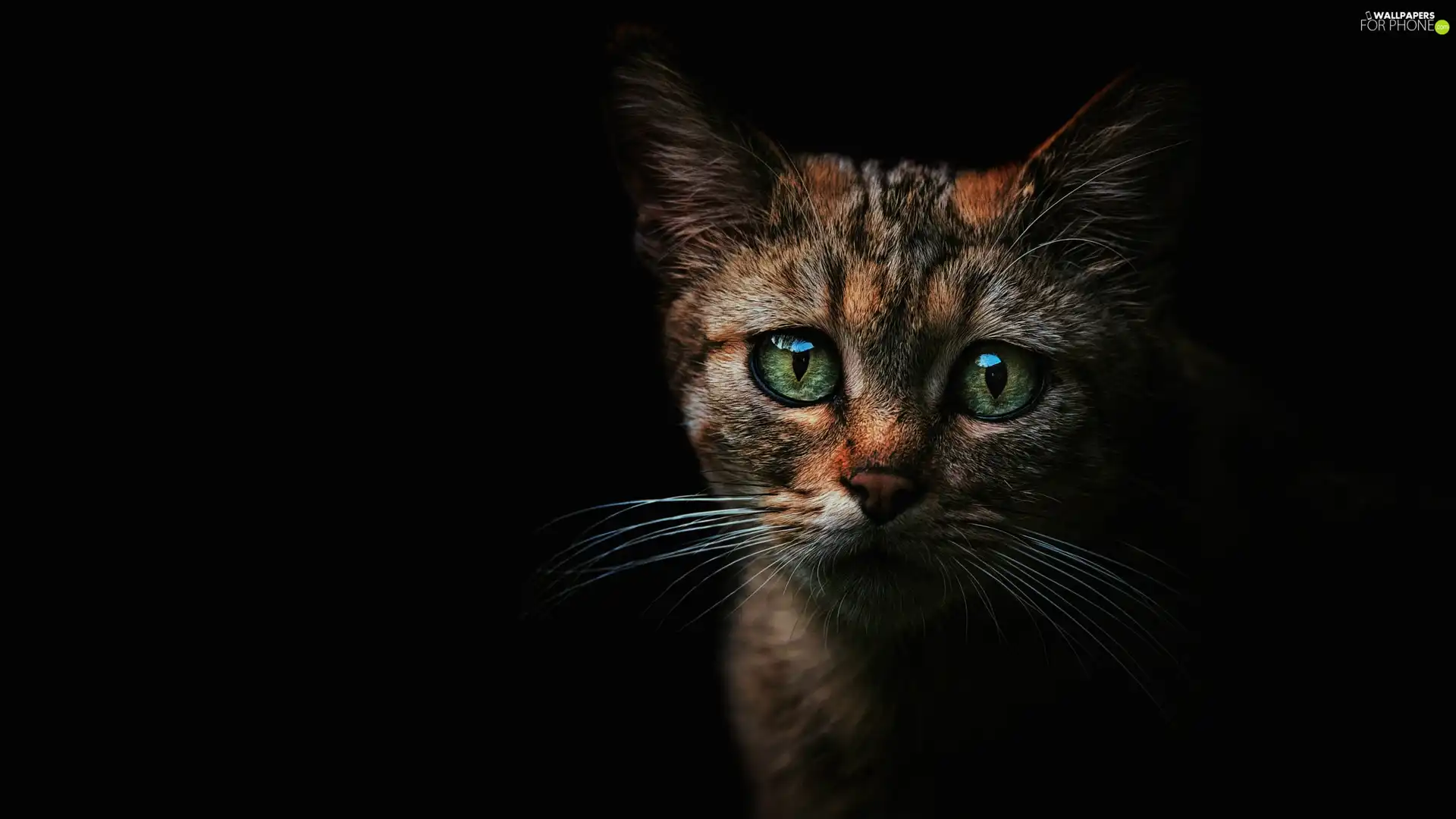 sad, small, Eyes, black background, green ones, cat
