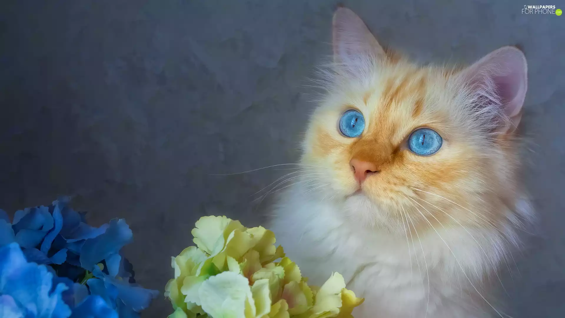 Flowers, Blue Eyed, cat
