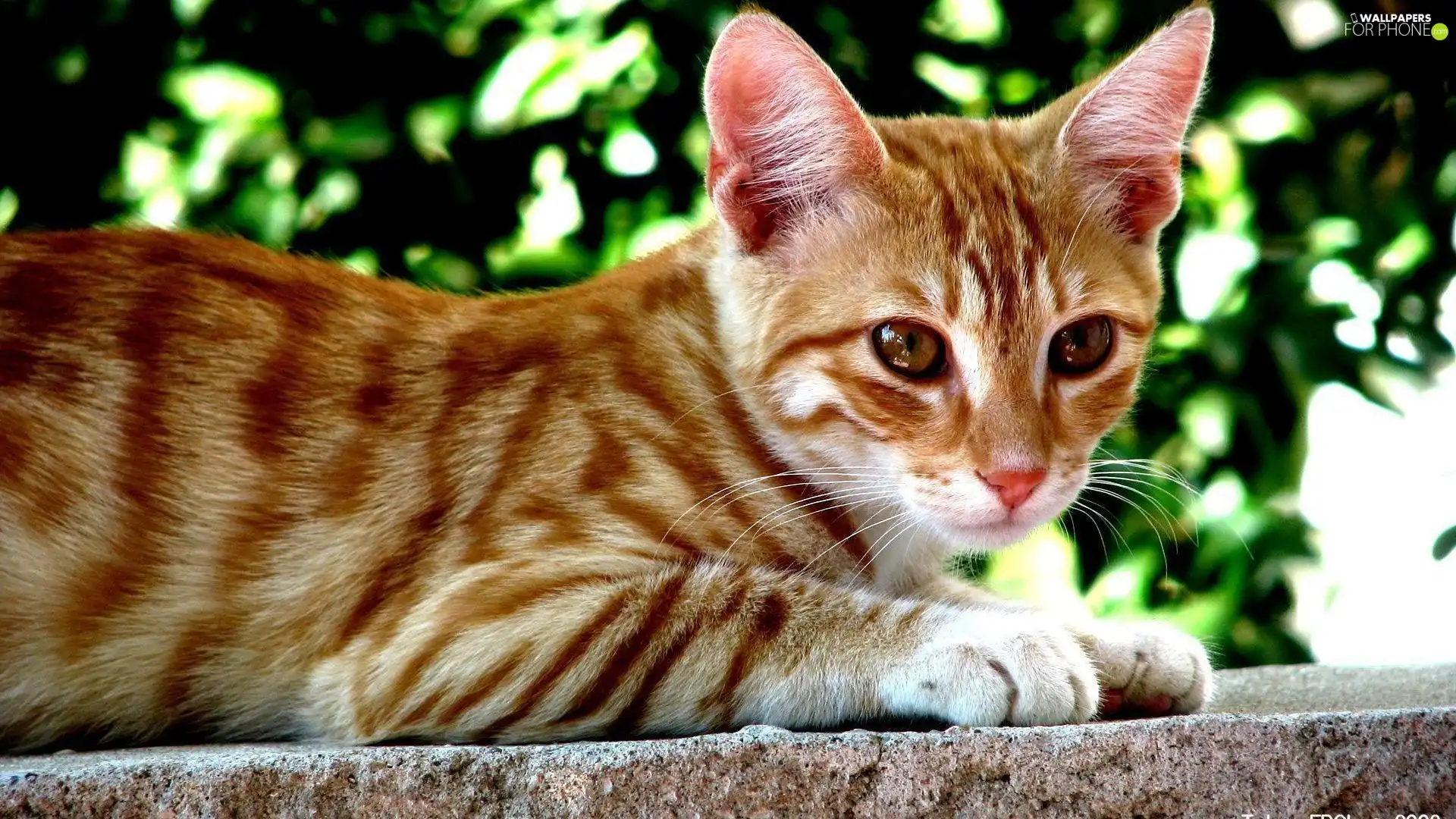 ginger, cat