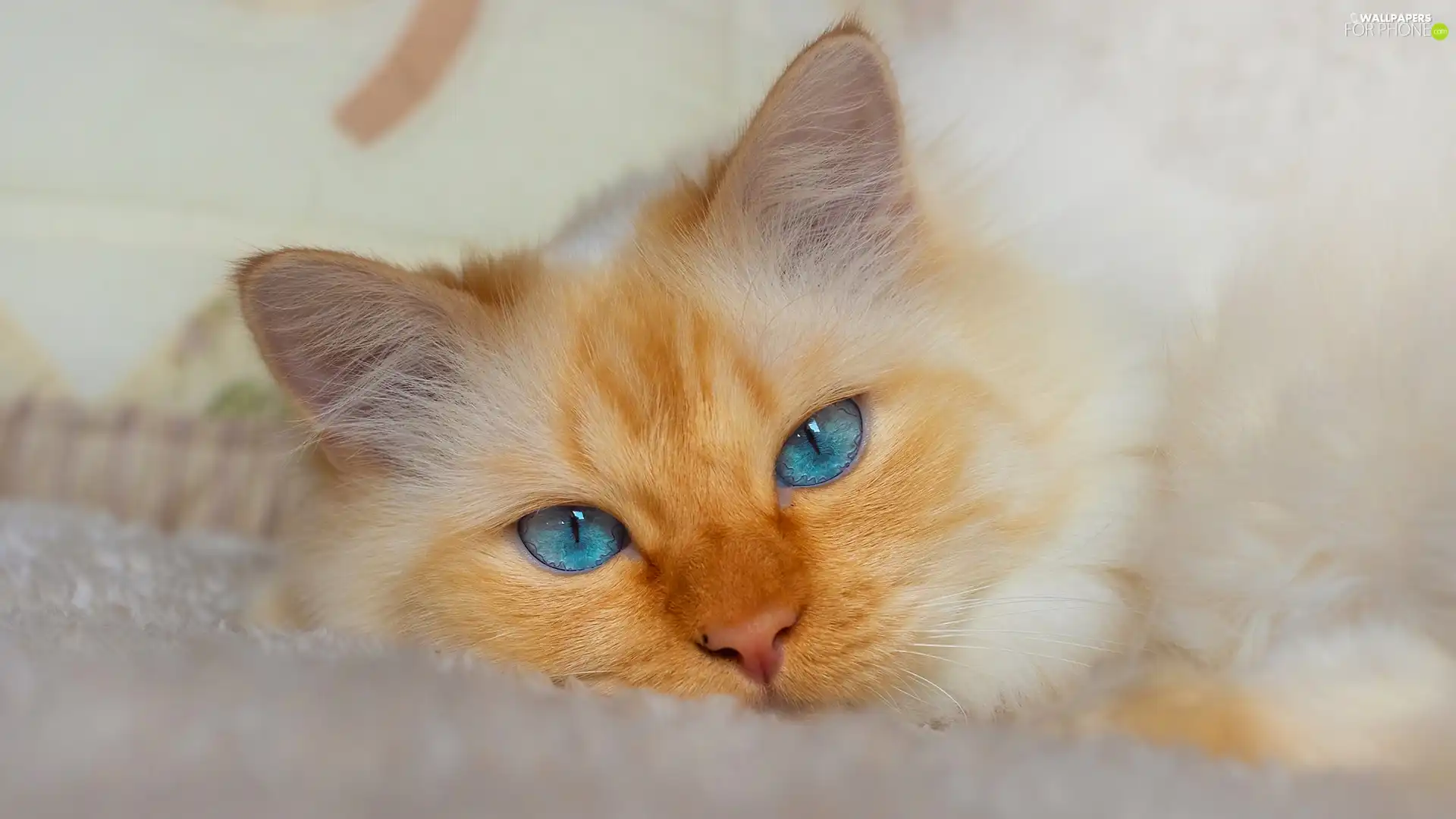 Eyes, The look, cat, Blue, ginger