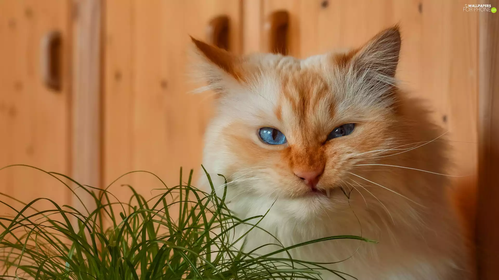 grass, Blue Eyed, cat