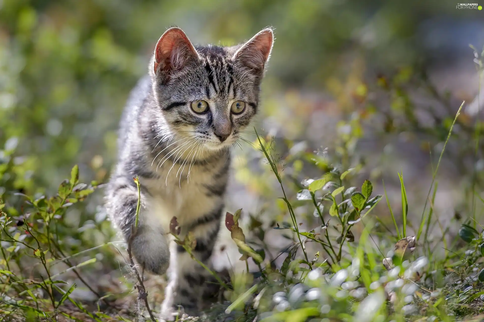 Gray, Meadow, grass, cat