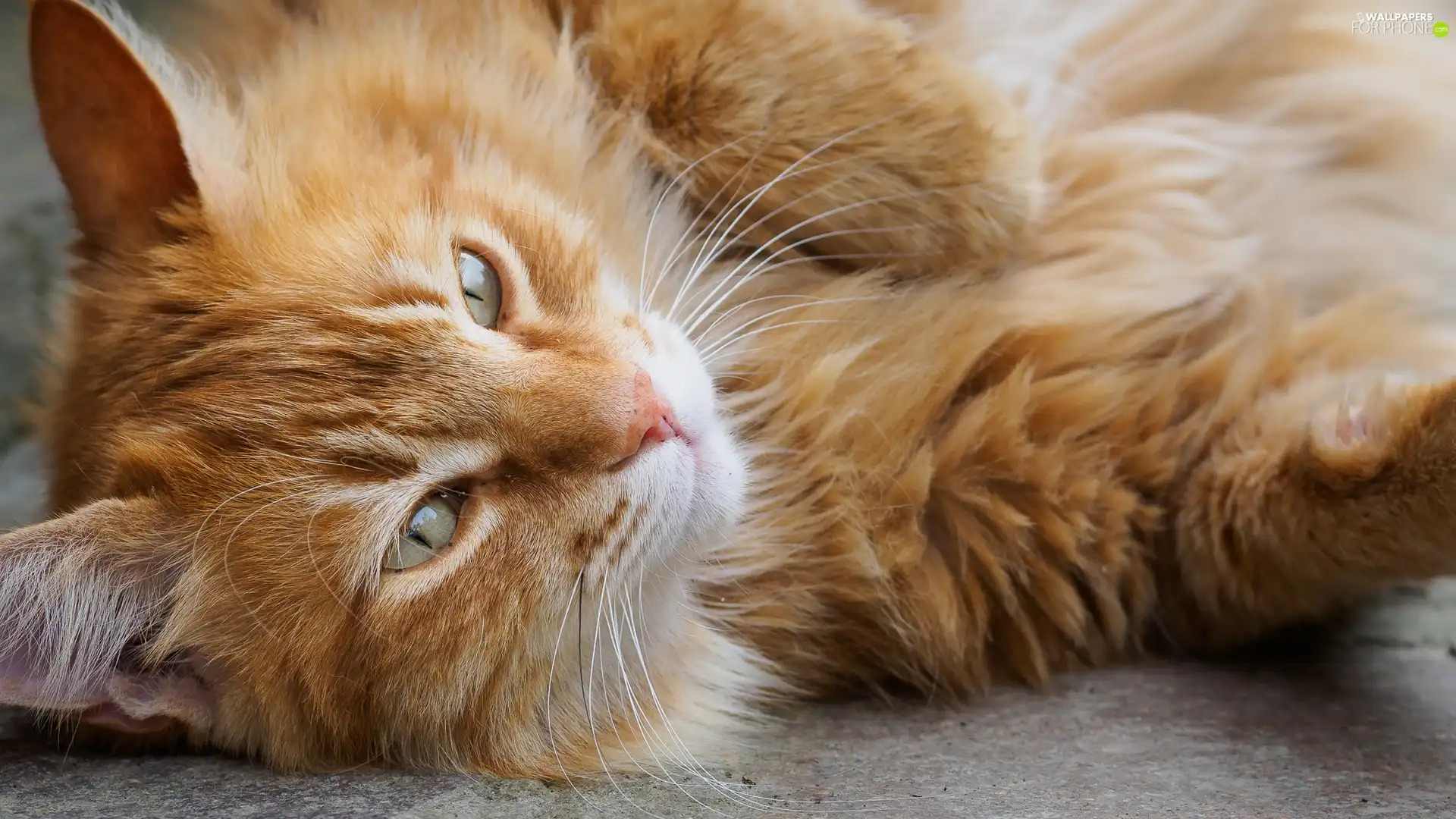 cat, ginger, Longhaired