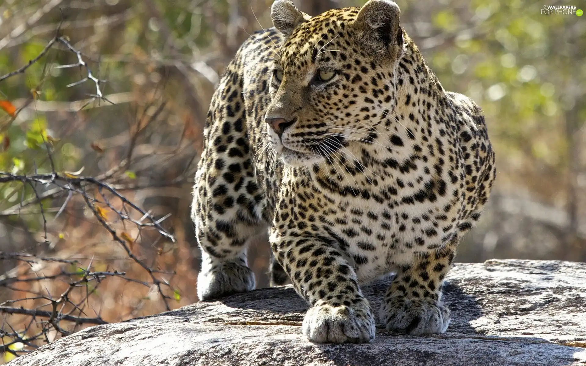 lurking, Leopards