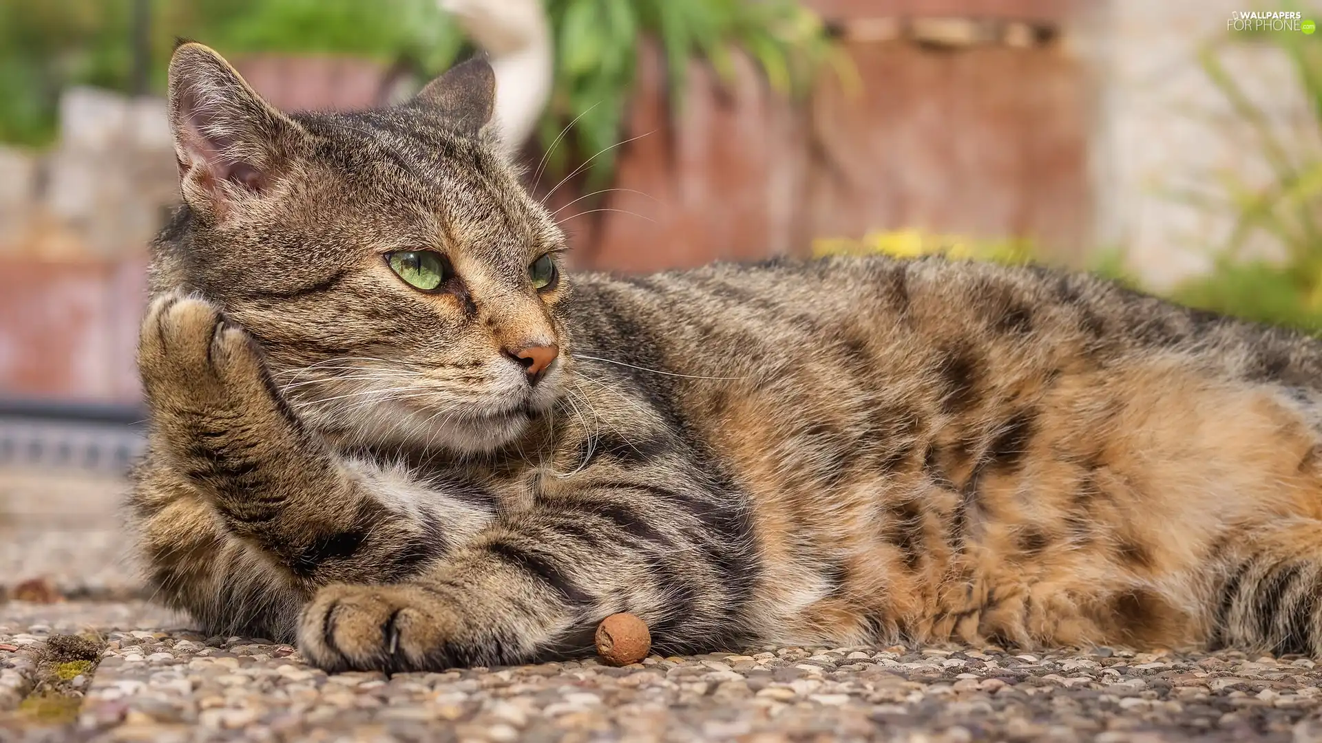 green ones, Eyes, cat, dun, lying