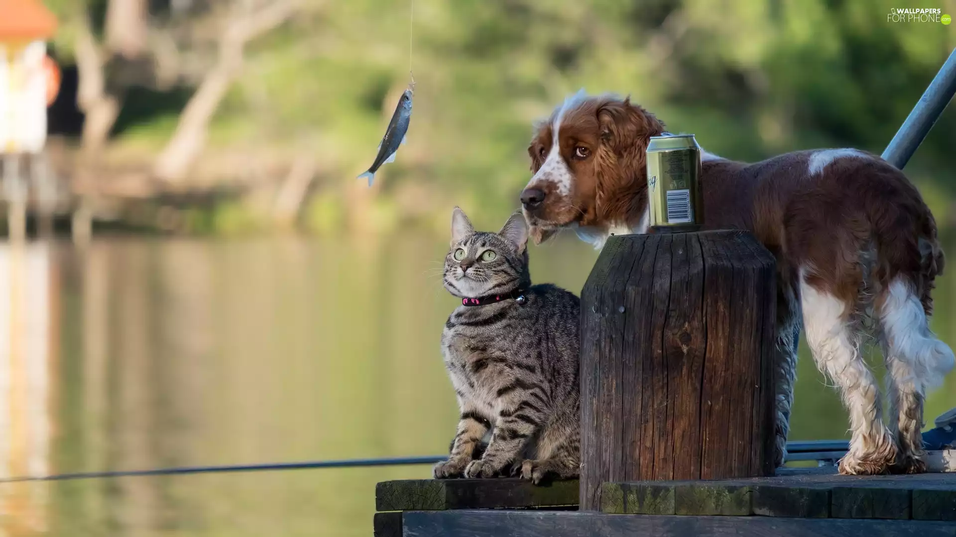 Fish, English Spaniel Can, footbridge, fishing rod, cat