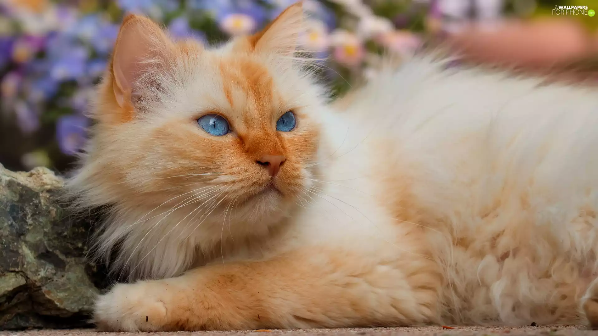 ginger, cat, Stone, Blue Eyed
