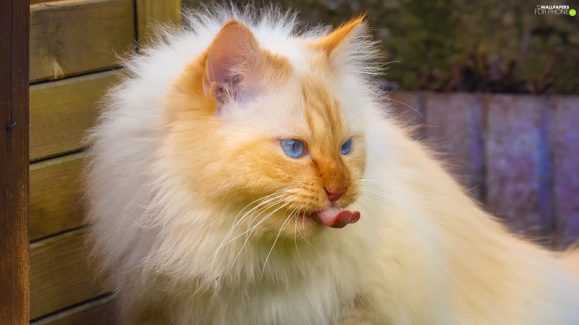 Longhaired, cat, Tounge, Blue Eyed