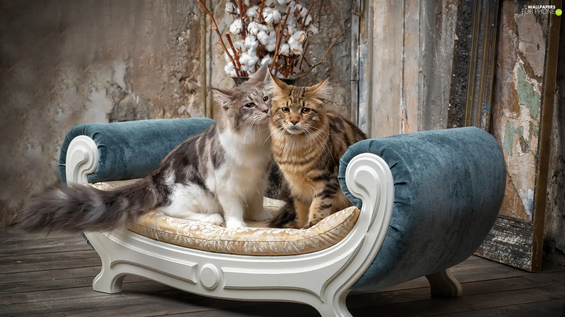 seat, Two cars, cats