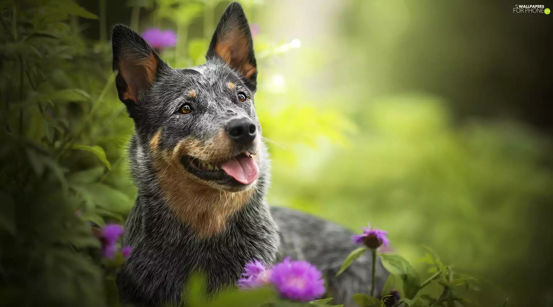 Flowers, Plants, Australian cattle dog, muzzle, dog