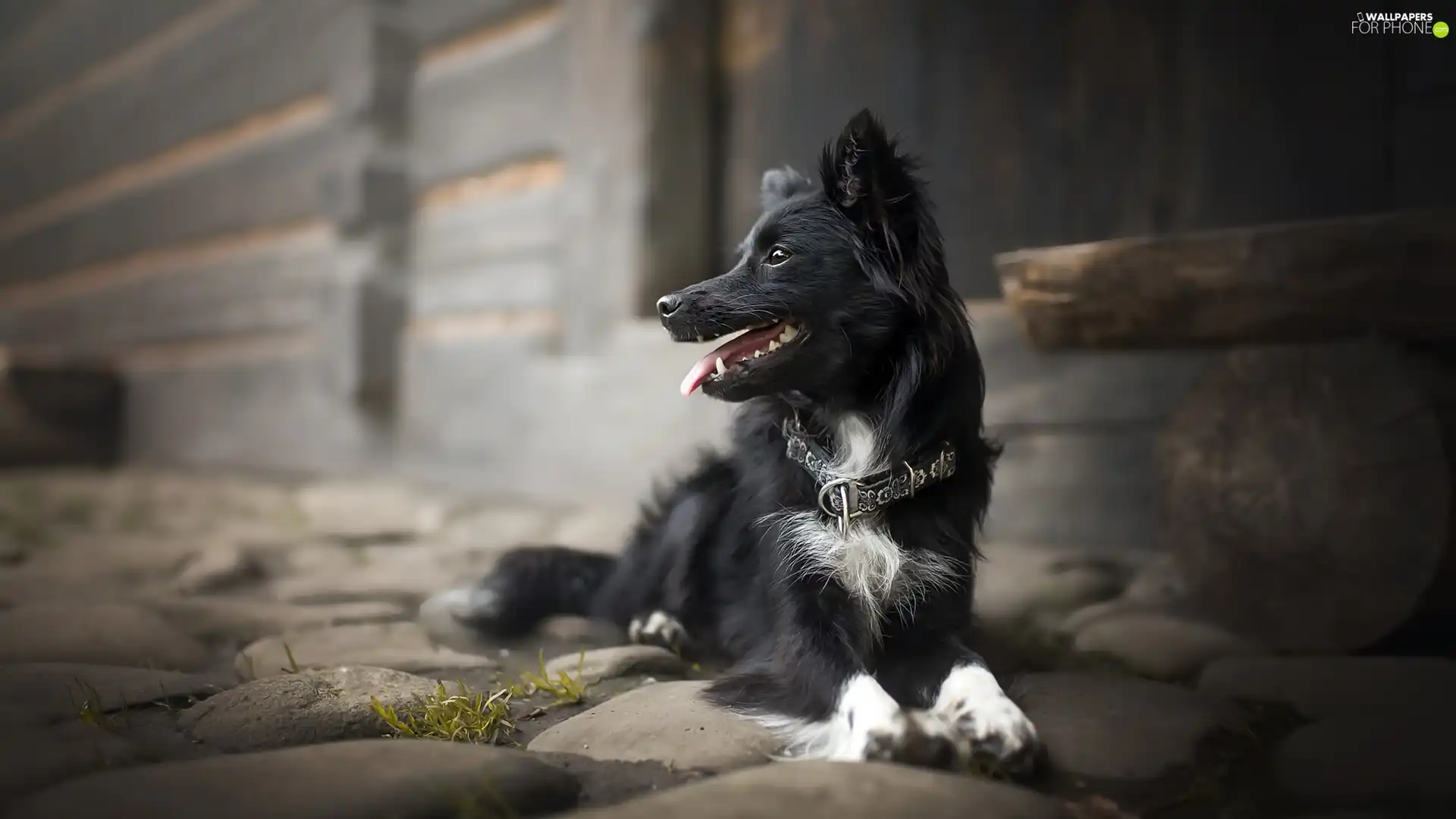 dog, house, causeway, dog-collar