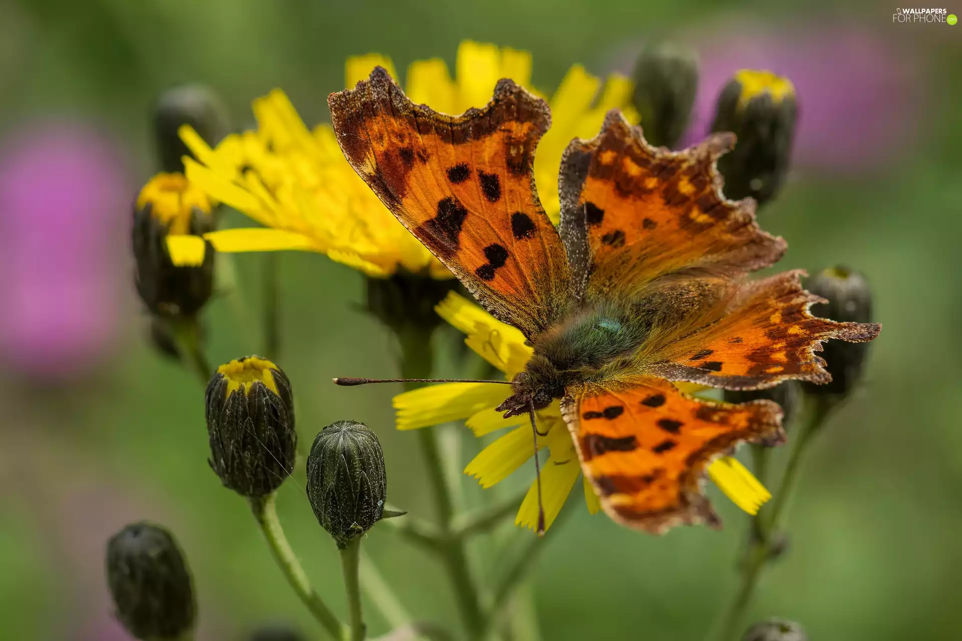 Flowers, Buds, Mermaid Ceik, Yellow, butterfly
