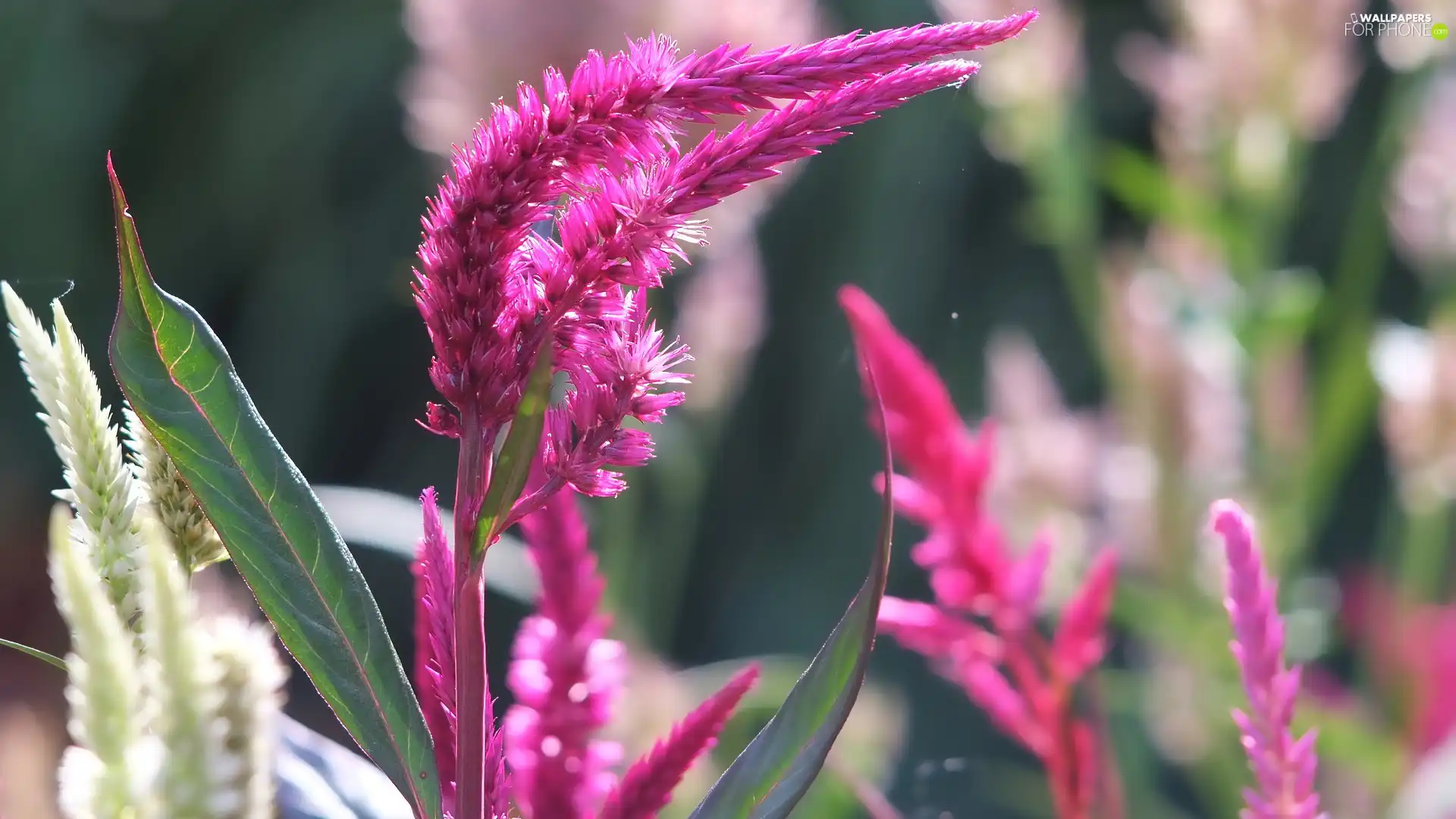 Celosia, Pink, Flowers