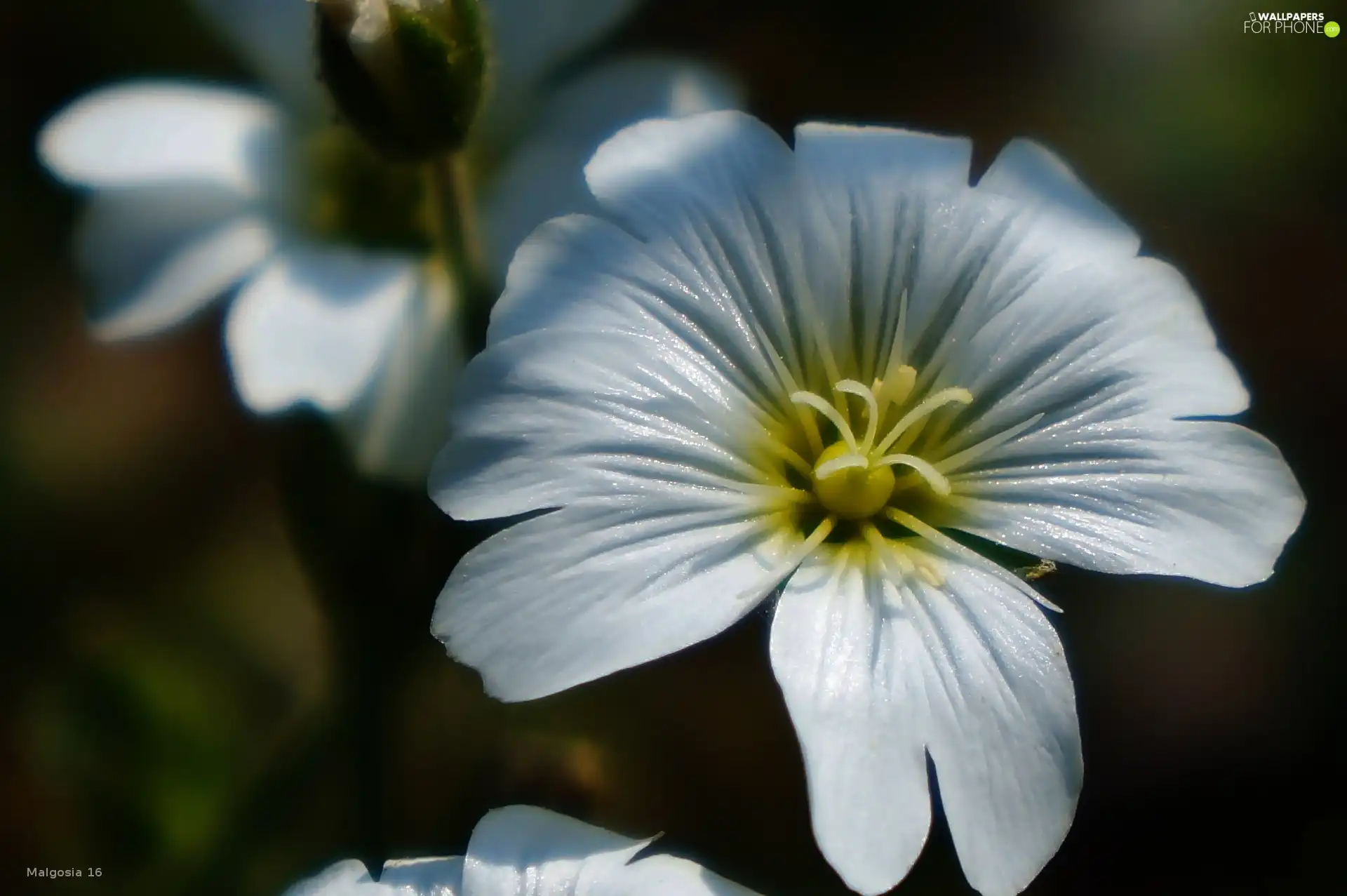 White, Cerastium Access field