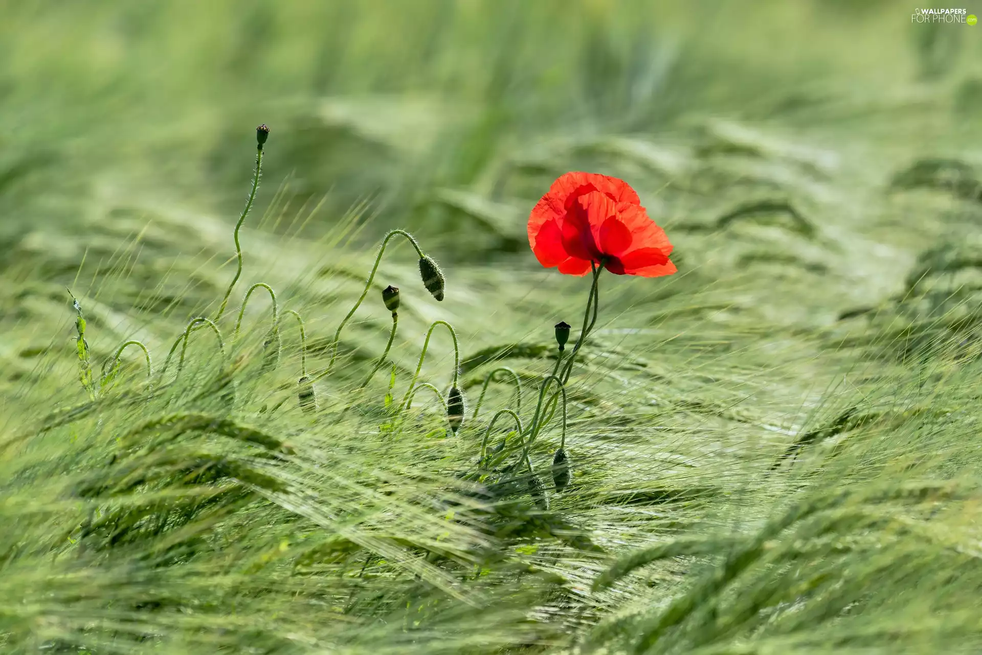 red weed, Buds, cereals, Colourfull Flowers, Ears