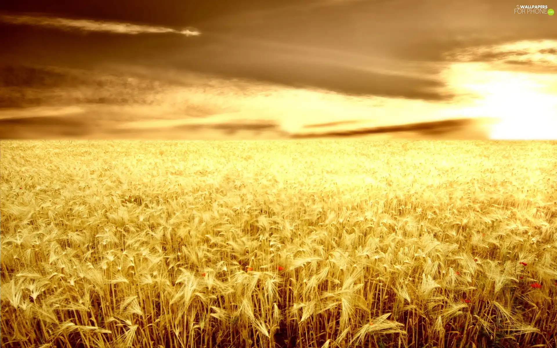 cereals, west, sun