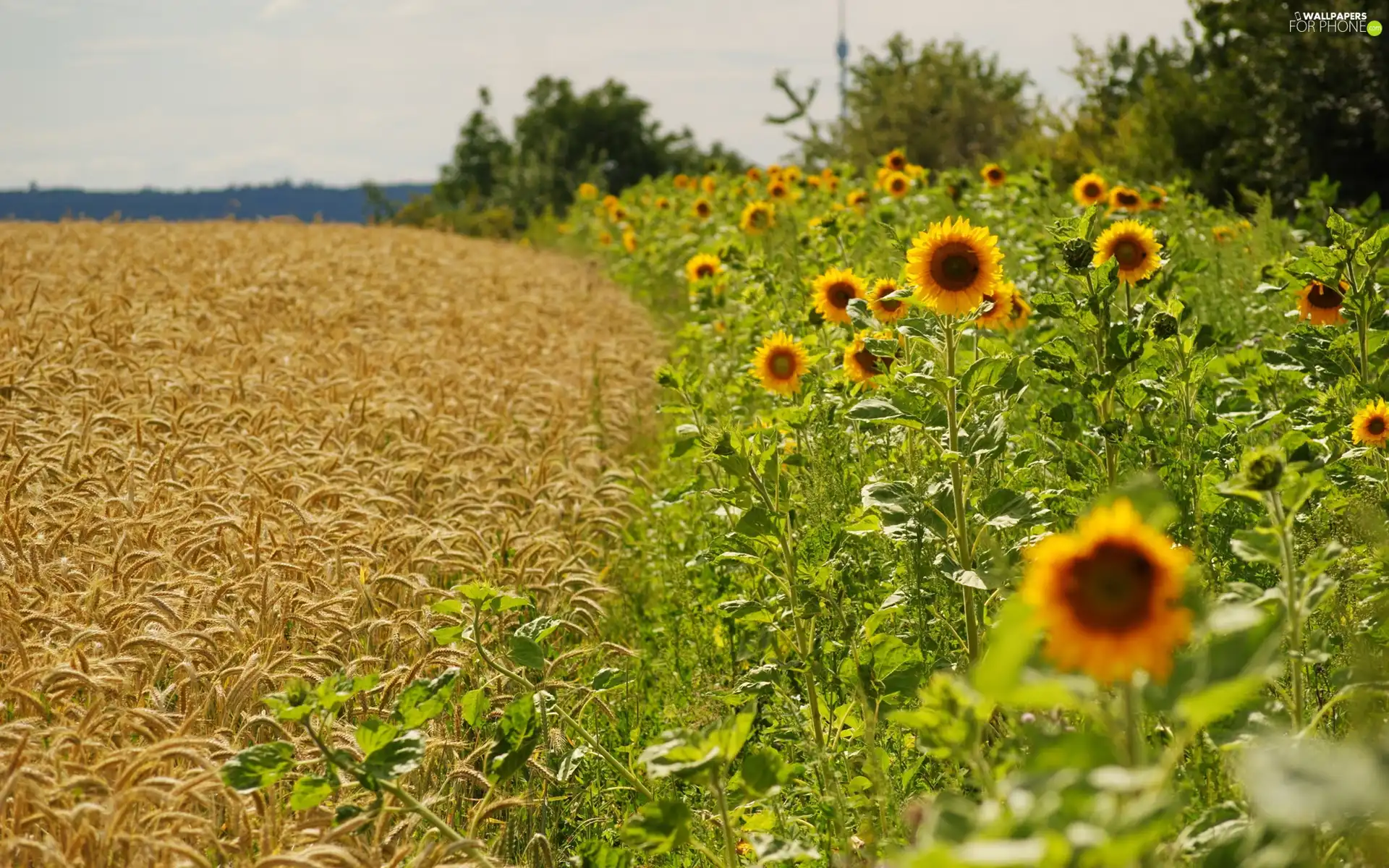 Nice sunflowers, Lany, cereals