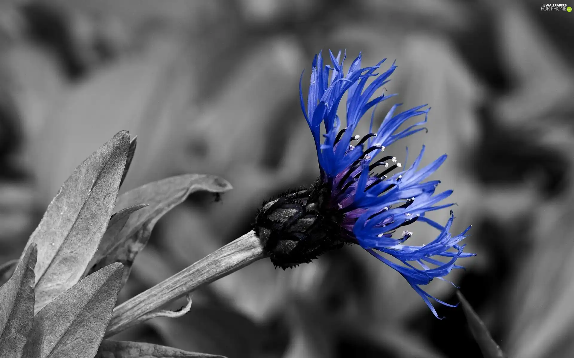 Grey, blue, Chaber, background