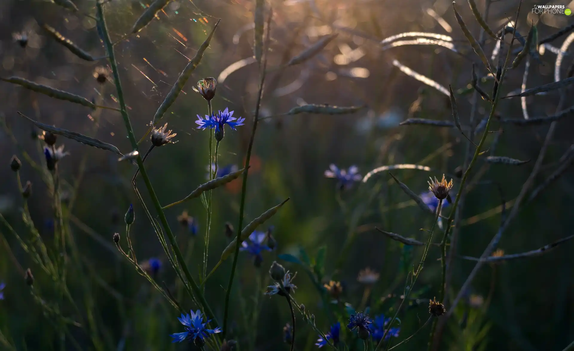 Chaber, Flowers, Plants