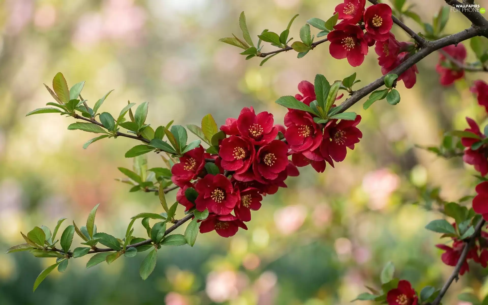 leaves, Chaenomeles, Red, Flowers, Twigs