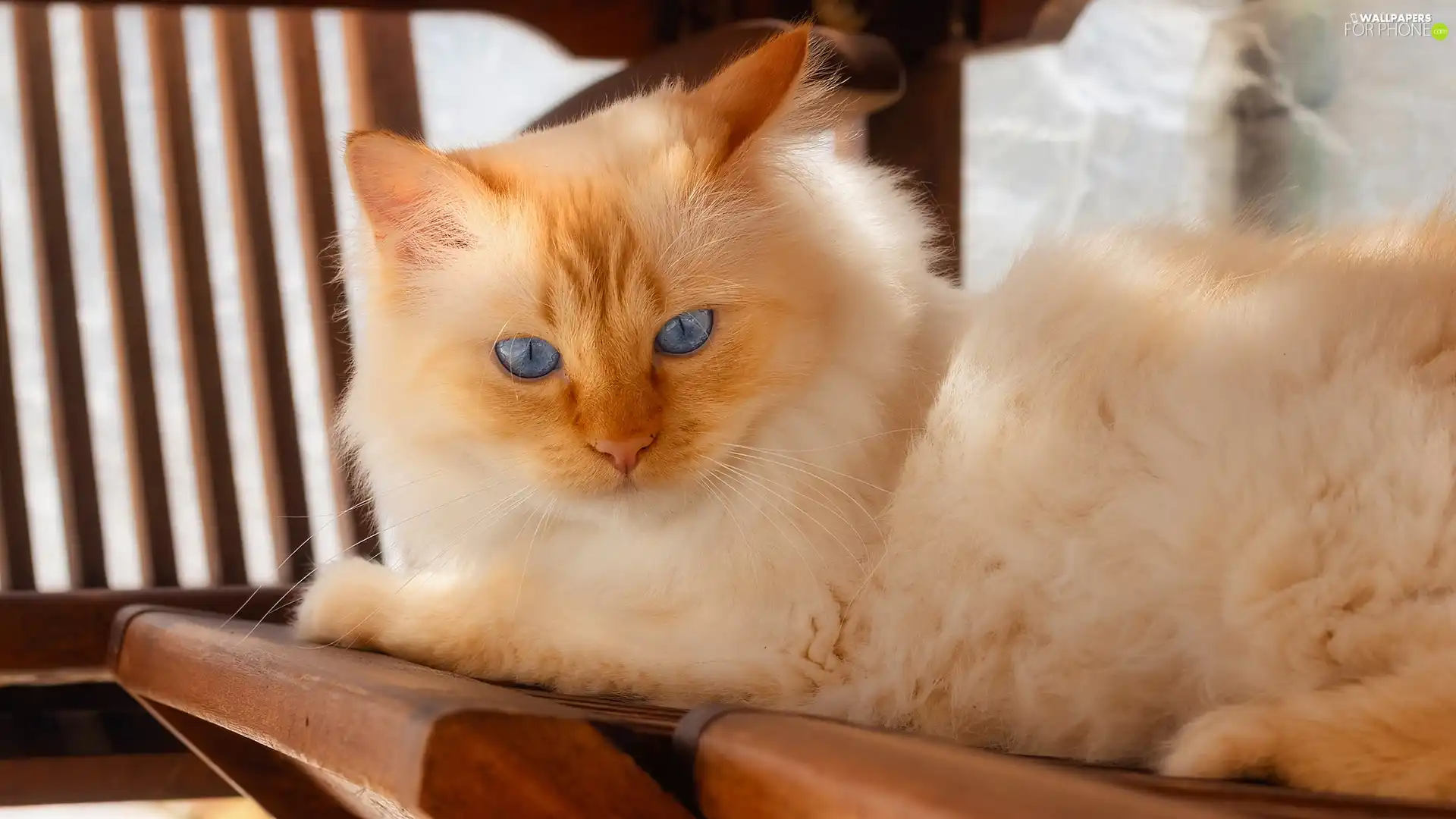 Chair, ginger, cat